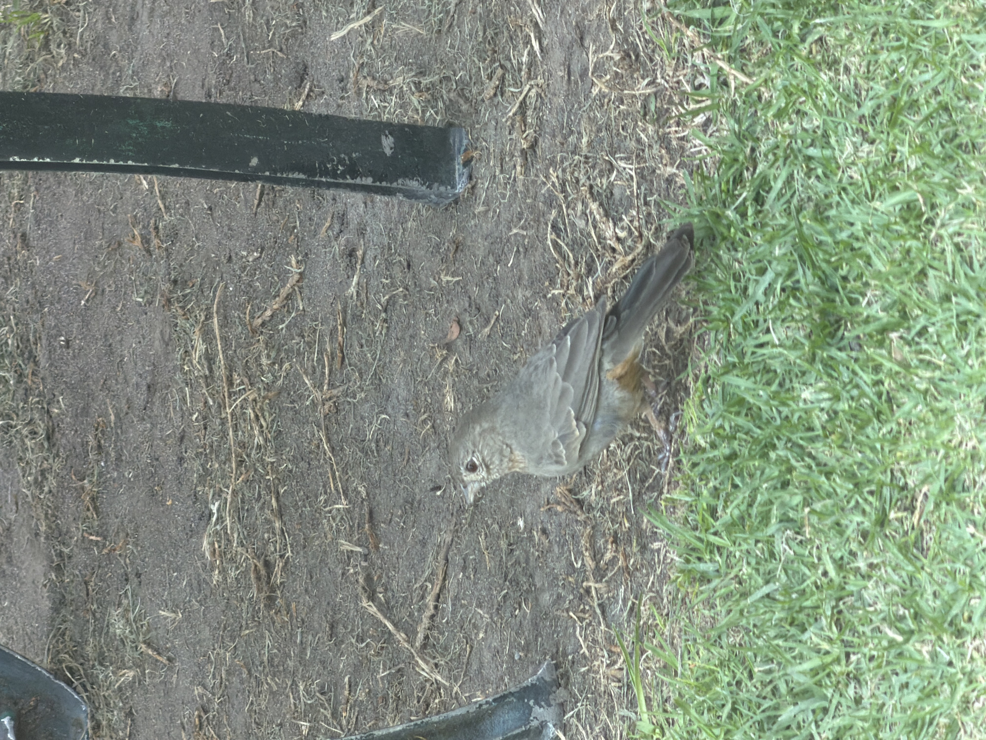 The image shows a bird on the ground, near a section of a metal object, possibly a bench or similar structure. The ground is a mix of bare soil and dry grass, with some green grass visible on the right side of the image. The location appears to be an outdoor area, possibly a park or garden.