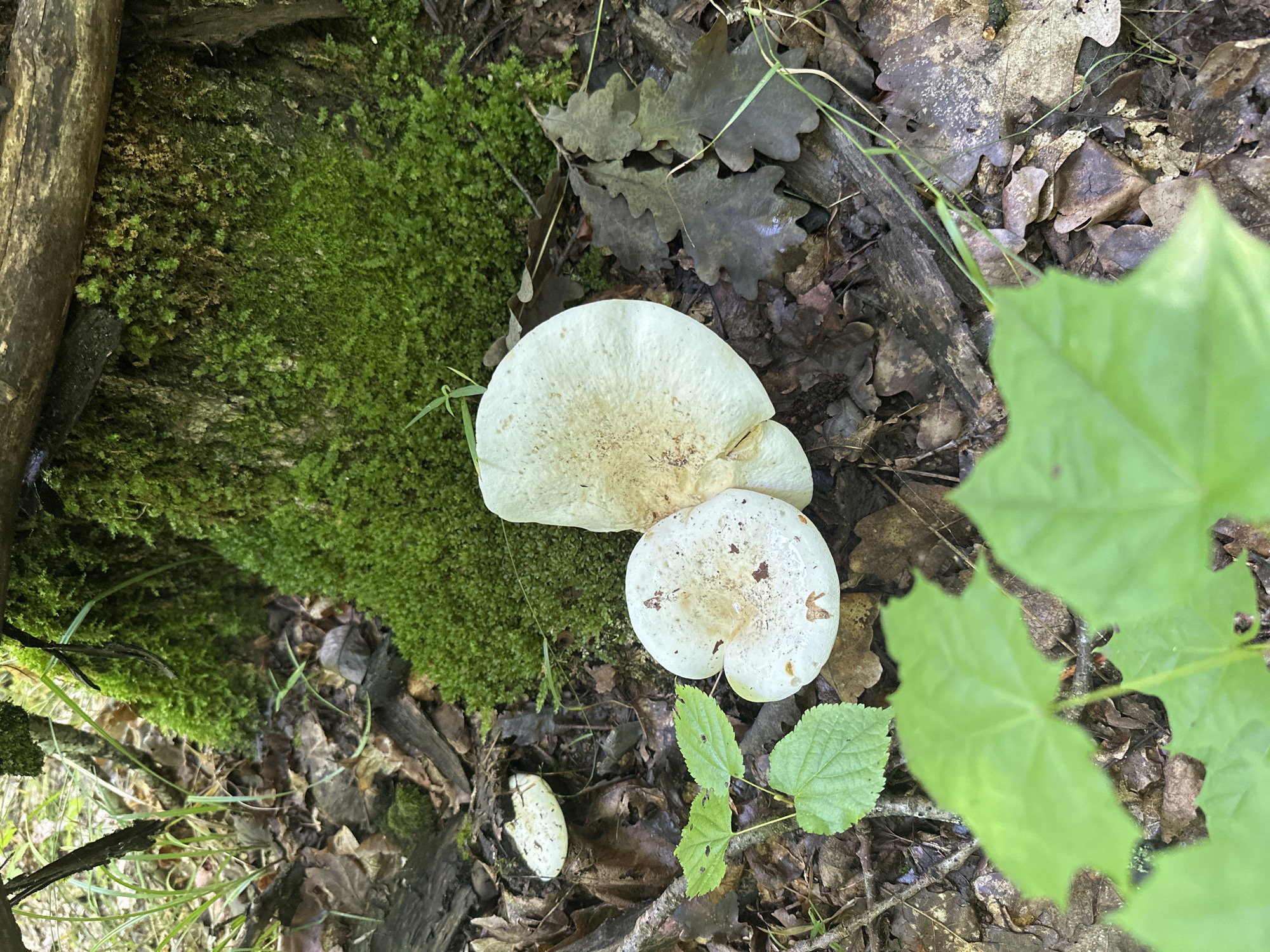 The image depicts a close-up view of several white mushrooms growing on a mossy forest floor. Two prominent mushrooms are clustered together in the center of the frame, their caps displaying a creamy white color with some brown spotting. To the left, a smaller mushroom is visible, also white. The ground around the mushrooms is covered with fallen leaves, twigs, and a dense layer of vibrant green moss clinging to what appears to be a tree trunk or large root system. Several green leaves, likely from a small plant, are in the foreground, some out of focus. In the background, tall grasses and parts of a wooden log are visible. The scene suggests a natural woodland environment. The location is specified as Verkhnee Kazach'e, Russia.