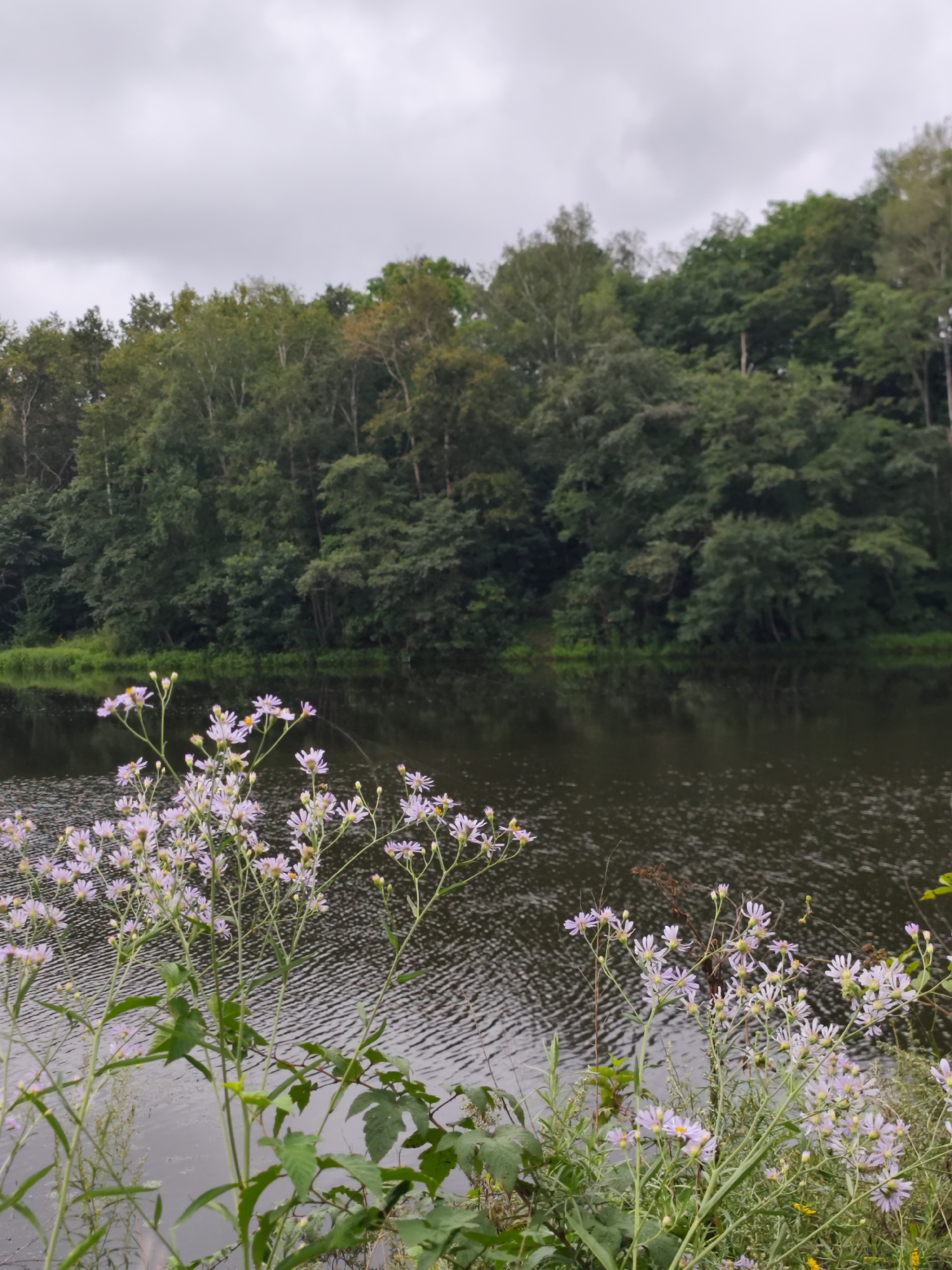 This is a vertical, eye-level, medium shot photograph of a lake shore with a dense forest in the background under an overcast sky. In the foreground, the lower third of the image is dominated by an abundance of small, pale purple asters and green foliage growing along the water's edge. The lake's surface is dark and reflects the trees and sky, with ripples creating a textured pattern. The forest behind the lake is a wall of dark green deciduous trees. The sky is a uniform pale grey, suggesting a cloudy day. The location is identified as the city of Solovej-Kljuch, Russia. There are no people visible in the image.