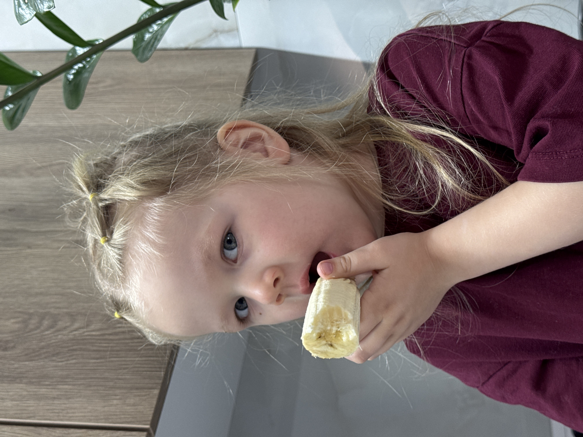 A young child with fair skin, light blonde hair pulled back in small ponytails with yellow elastics, and blue eyes is eating a banana. The child is wearing a burgundy colored shirt. The background consists of a wooden-patterned surface, a light gray surface, and a green leafy plant in the upper left corner. The location is unknown and cannot be determined from the image.