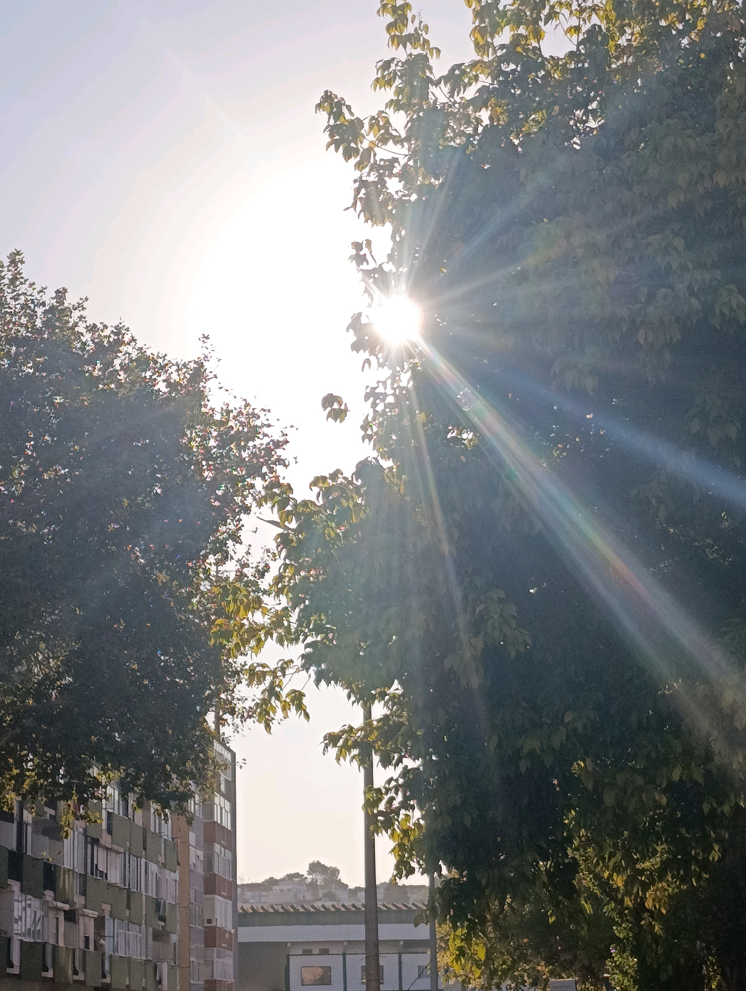 This is a low-angle, upward-facing photograph of a sun flare from the sun in the upper left quadrant of the image. The sun is partially obscured by the leaves of trees, which are in the foreground and midground. The sun's rays are visible, creating a starburst effect. In the background, to the left of the frame, is a multi-story building with a segmented facade. The building appears to be an apartment complex, with numerous windows. Further in the background, on the right, is another building with a flat roof and visible architectural details. The sky is clear and bright. This scene is located in Setúbal, Portugal.