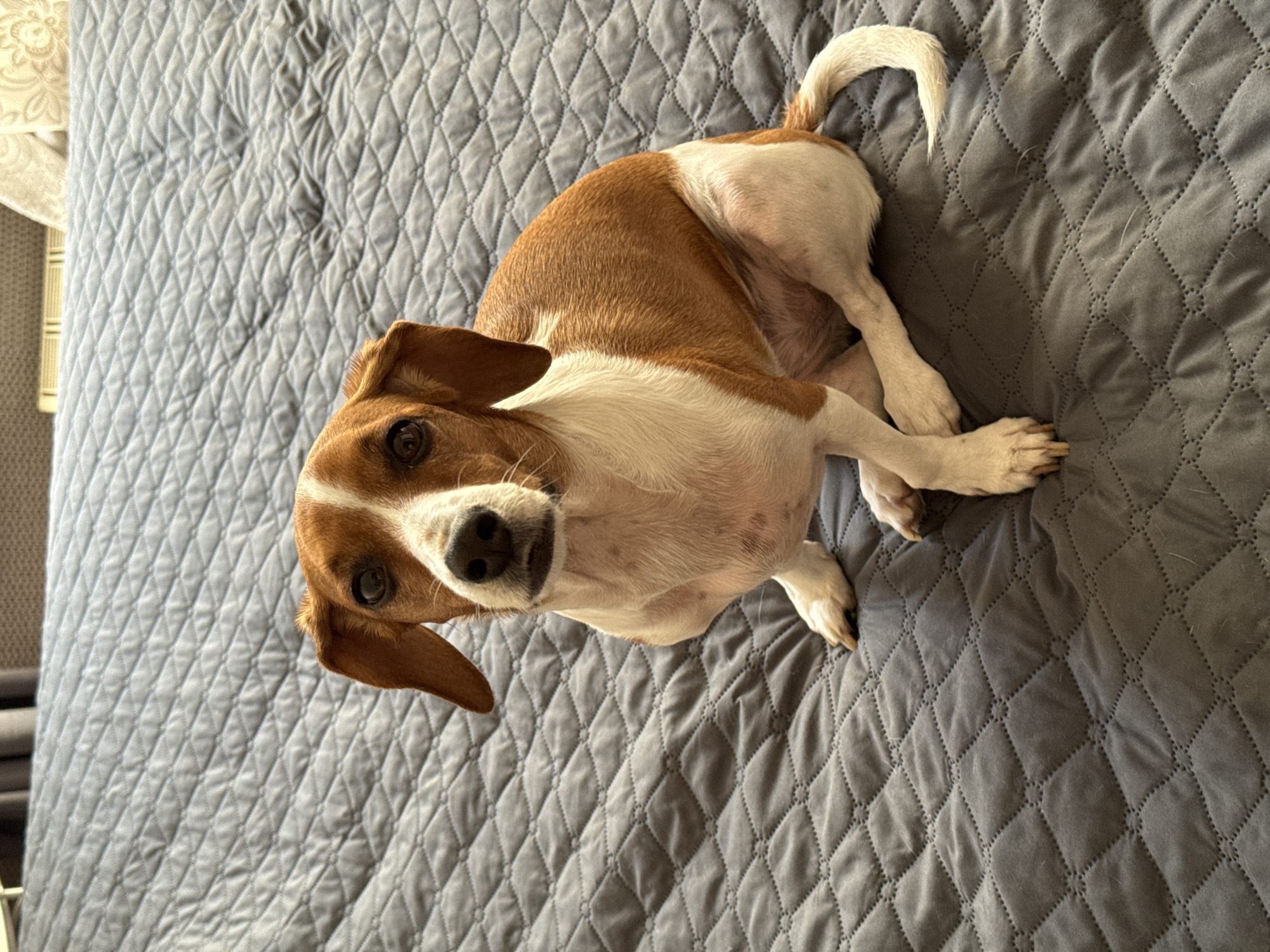 A brown and white dog, resembling a Jack Russell Terrier or Beagle mix, is the central subject of this image, captured indoors in Rodniki, Russia. The dog is lying on a grey, quilted bedspread that features a distinct diamond stitching pattern. Its body is positioned on its side, with its front legs crossed or tucked, and its head is tilted and turned to look directly upwards at the camera.
The dog has prominent brown patches on its head, back, and tail, contrasted with a white chest, belly, and parts of its face. It has short, smooth fur, dark round eyes, a black nose, and floppy brown ears. Its expression appears calm and attentive, perhaps curious. Its white tail, slightly curved, is visible towards the top right of the frame. Scattered strands of light-colored dog hair are noticeable on the grey bedspread, particularly visible in the cropped close-ups, indicating the dog's presence on the surface.
The lighting suggests it is daytime, with soft illumination highlighting the dog's features and the texture of the blanket. In the background, to the left, a light-colored, patterned fabric (possibly a curtain or another piece of bedding) and a hint of furniture are visible, providing additional context to the indoor setting. There is no visible text in the image.