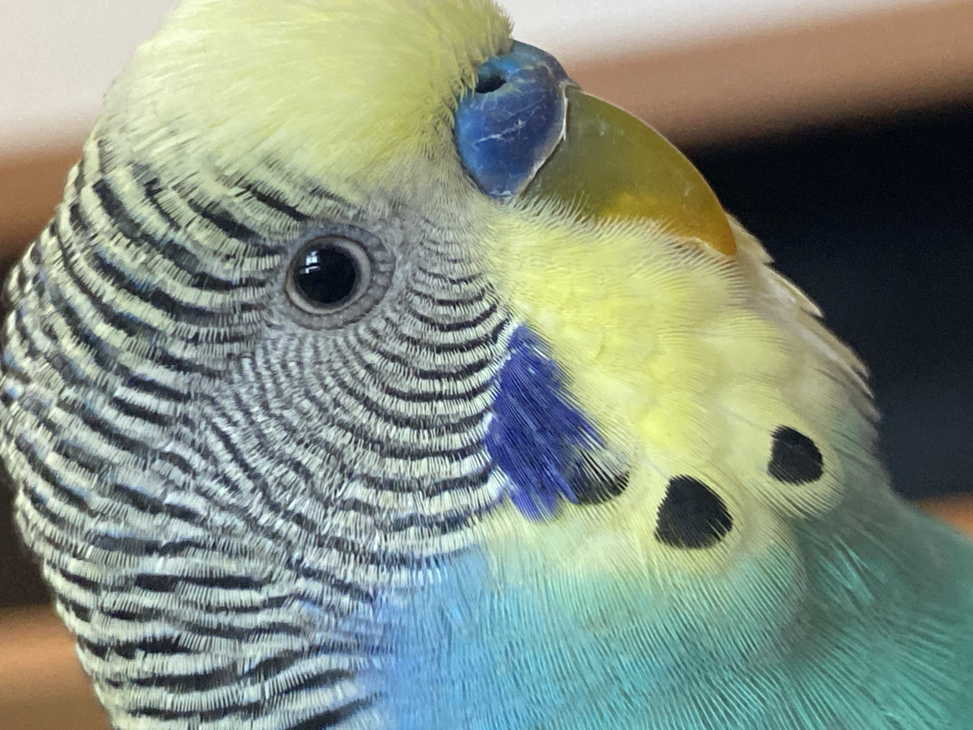 A close-up image focuses on the head of a budgerigar (parakeet). The bird exhibits a yellow forehead and crown. Black, wavy lines mark the feathers around its eye, which appears dark and round. A blue cere (the fleshy area around the nostrils) is visible above a yellow and green beak. Below the beak, the bird displays both blue and green plumage, punctuated by two prominent black spots. The background is out of focus and does not provide any identifying information regarding location.