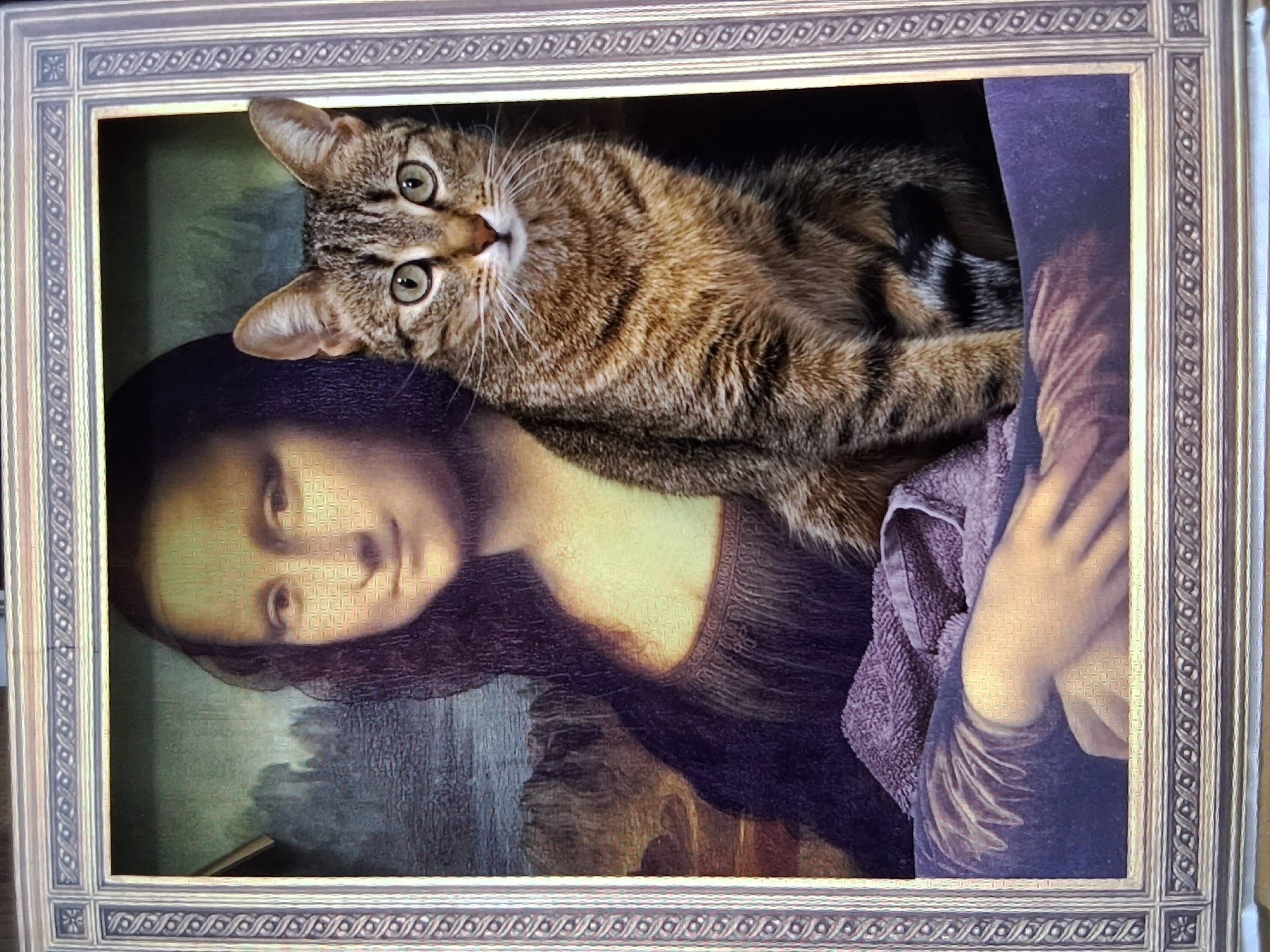 A framed picture shows a cat lying on top of an image of the Mona Lisa. The cat is a tabby, lying on its side, looking directly at the camera. The Mona Lisa is printed on a puzzle or poster. The cat is lying diagonally across the picture frame. The frame is gold and ornate. The background is indistinct. The location in the city of Shumen, Bulgaria is unknown.