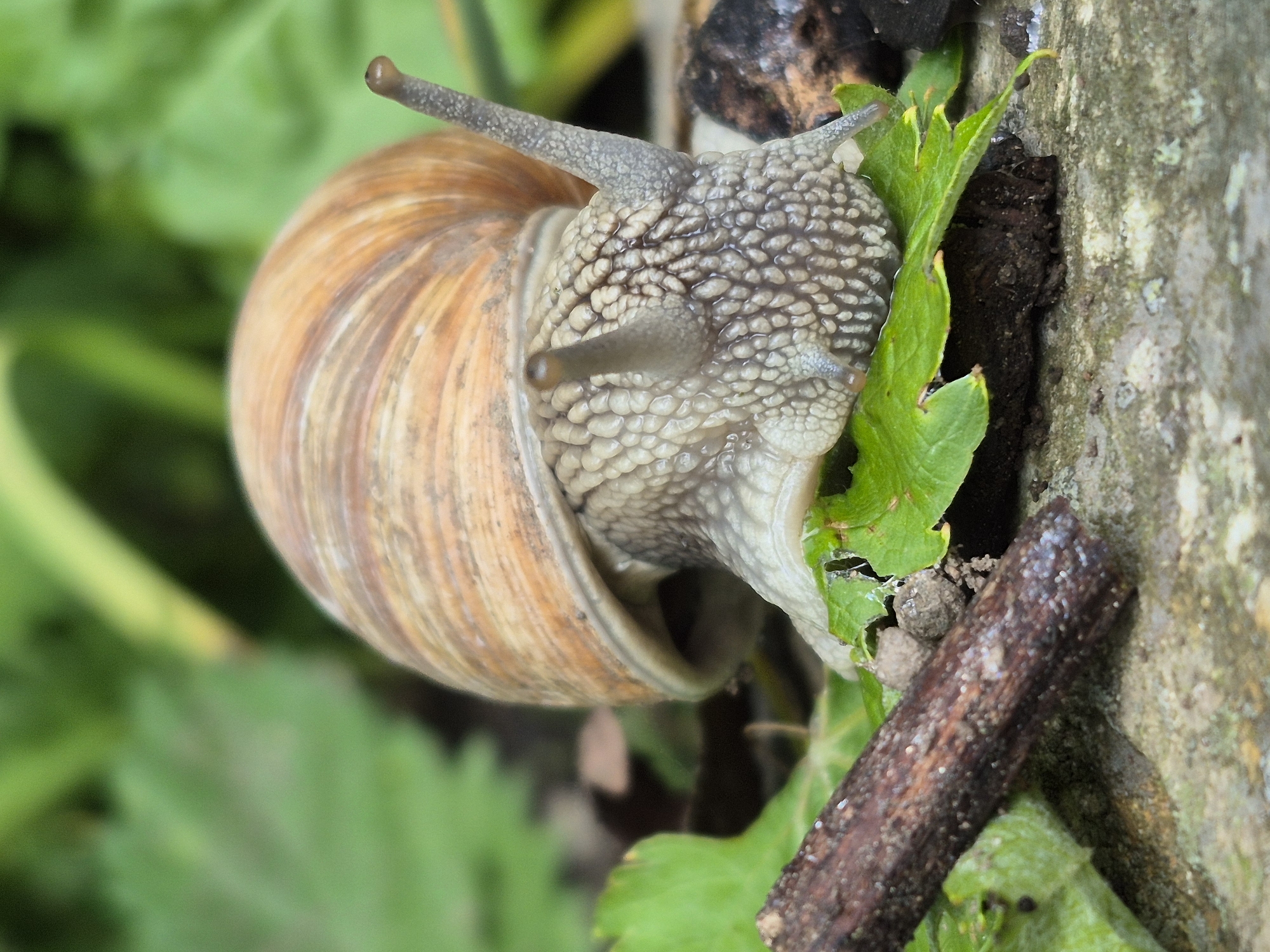 A close-up, eye-level shot captures a garden snail emerging from its shell. The snail's textured head, covered in small bumps, is fully visible, along with its two pairs of tentacles. The larger upper tentacles are extended, with the tips appearing to be a light brown color, while the smaller lower tentacles are retracted. The snail's shell is a prominent feature, exhibiting a spiral pattern with alternating light and dark brown stripes.
The snail is positioned on what appears to be a rough, grey, textured surface, possibly tree bark or a stone. To the left and background, lush green foliage is softly blurred, suggesting a garden or natural outdoor setting. A small, dark brown twig with a rough texture is also visible in the foreground, leaning diagonally across the image. A vibrant green leaf with serrated edges is partially obscuring the snail's head and shell, adding a touch of color and texture contrast. The lighting suggests it could be daytime, with diffused light creating soft shadows. There is no visible text in the image.