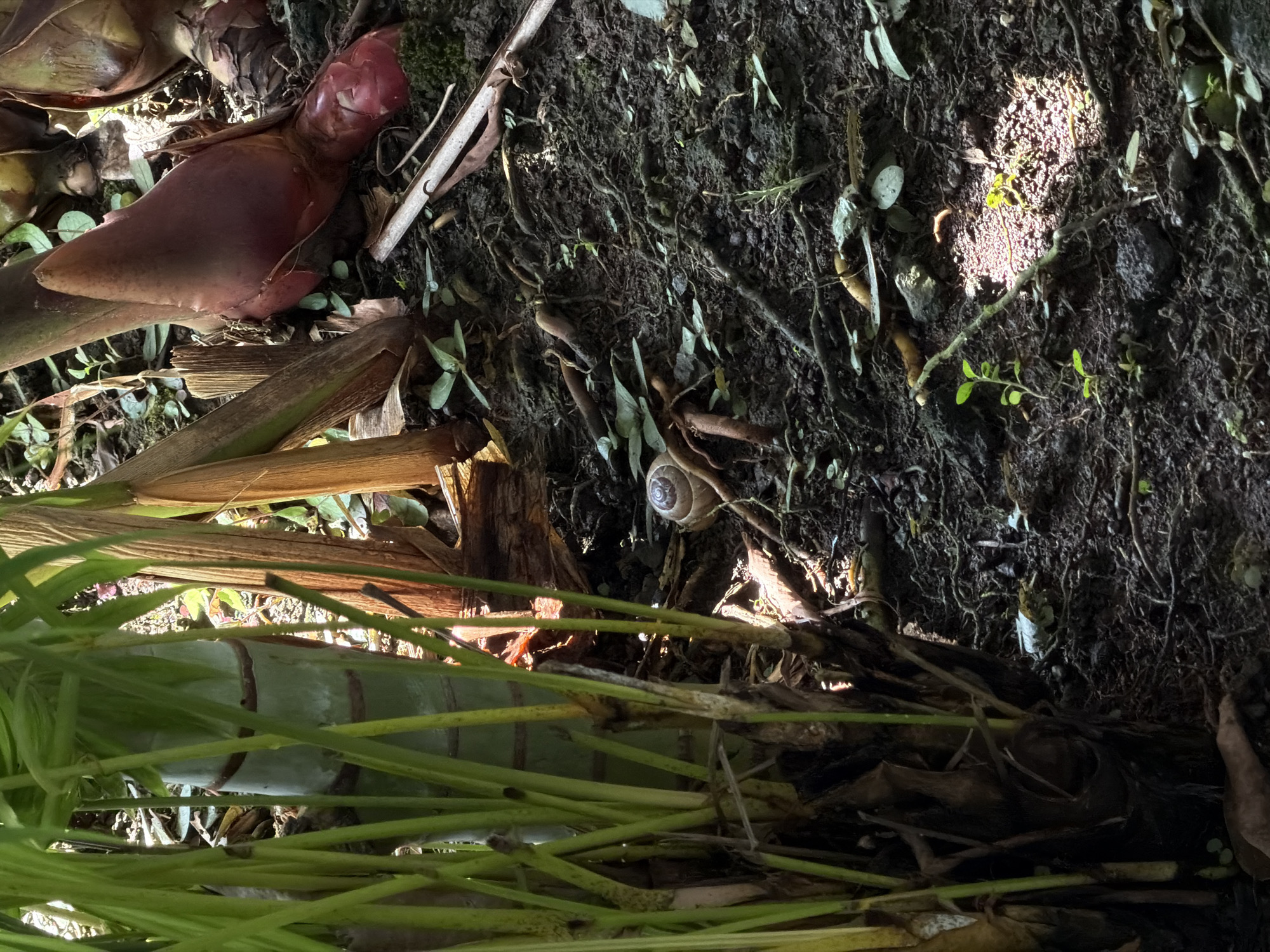 This close-up image presents a vibrant, natural scene from a ground-level perspective, likely within a tropical or subtropical environment. The setting is characterized by rich, dark, and damp soil, intertwined with numerous visible roots, organic debris, and small green sprouts.
A notable subject is a small, light-brown snail, clearly visible towards the center-right of the frame. Its spiral shell features subtle patterns, and it appears to be resting or slowly moving on the moist earth.
To the upper left, a prominent reddish-purple plant bulb or rhizome emerges from the ground, hinting at a flowering or root structure. Surrounding this are various green plants with elongated leaves and stems, dominating the left and lower sections of the image. These plants contribute to the lush, dense undergrowth.
Patches of bright sunlight filter through an unseen canopy, creating illuminated spots on the dark soil, highlighting its texture and the small green vegetation growing within it. These light patches suggest it is daytime, and the overall dampness implies a humid climate or recent rainfall.
The scene captures a tranquil moment in nature, devoid of any human presence or discernible activity beyond the slow movement of the snail. There is no visible text in the image. The types of plants and the humid appearance are consistent with a location such as North Kuta, Indonesia.