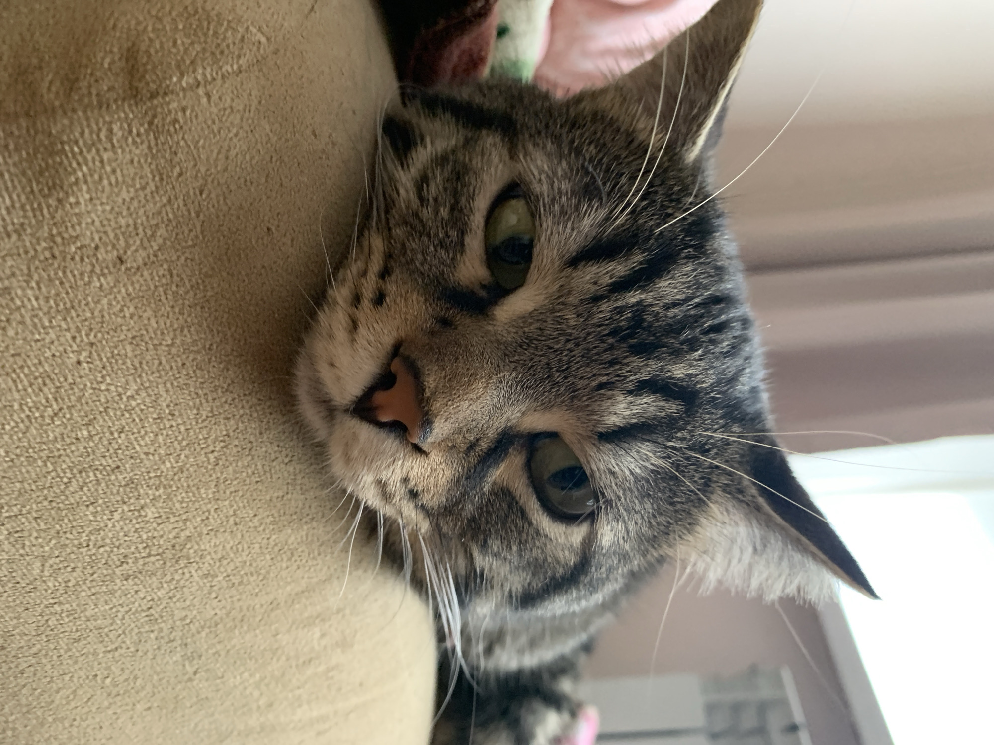 A close-up, low-angle shot shows the face of a tabby cat resting on a light brown, textured surface. The cat's head is turned to the right, with its eyes partially closed. The cat has green eyes, a pink nose, and visible whiskers. The background is blurred, showing a pinkish-brown wall and a window with blinds. The cat is lying on what appears to be a sofa or cushion.