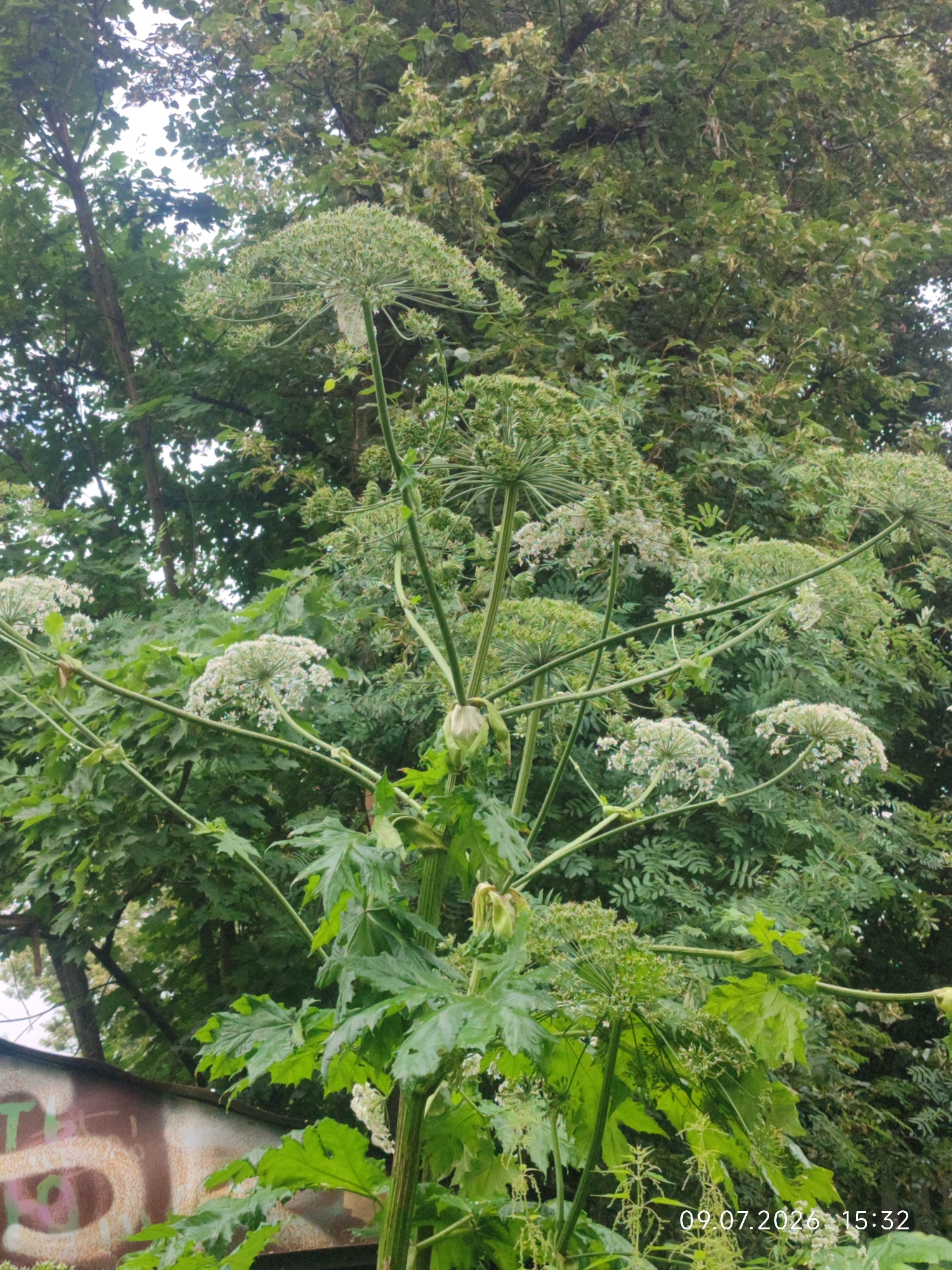 The image shows a close-up view of a giant hogweed plant with its distinctive large, white, umbrella-shaped flower clusters, set against a backdrop of lush green trees. The plant's thick, hollow stem is visible, and its large, lobed leaves are prominent. In the lower left corner, part of a graffiti-covered metal surface is visible, suggesting an urban or semi-urban environment. A timestamp in the bottom right corner reads "09.07.2026 15:32". The scene is likely located in Aksakovo, Russia, given the provided location context. The image captures the plant in its full bloom, highlighting its imposing size and botanical features.