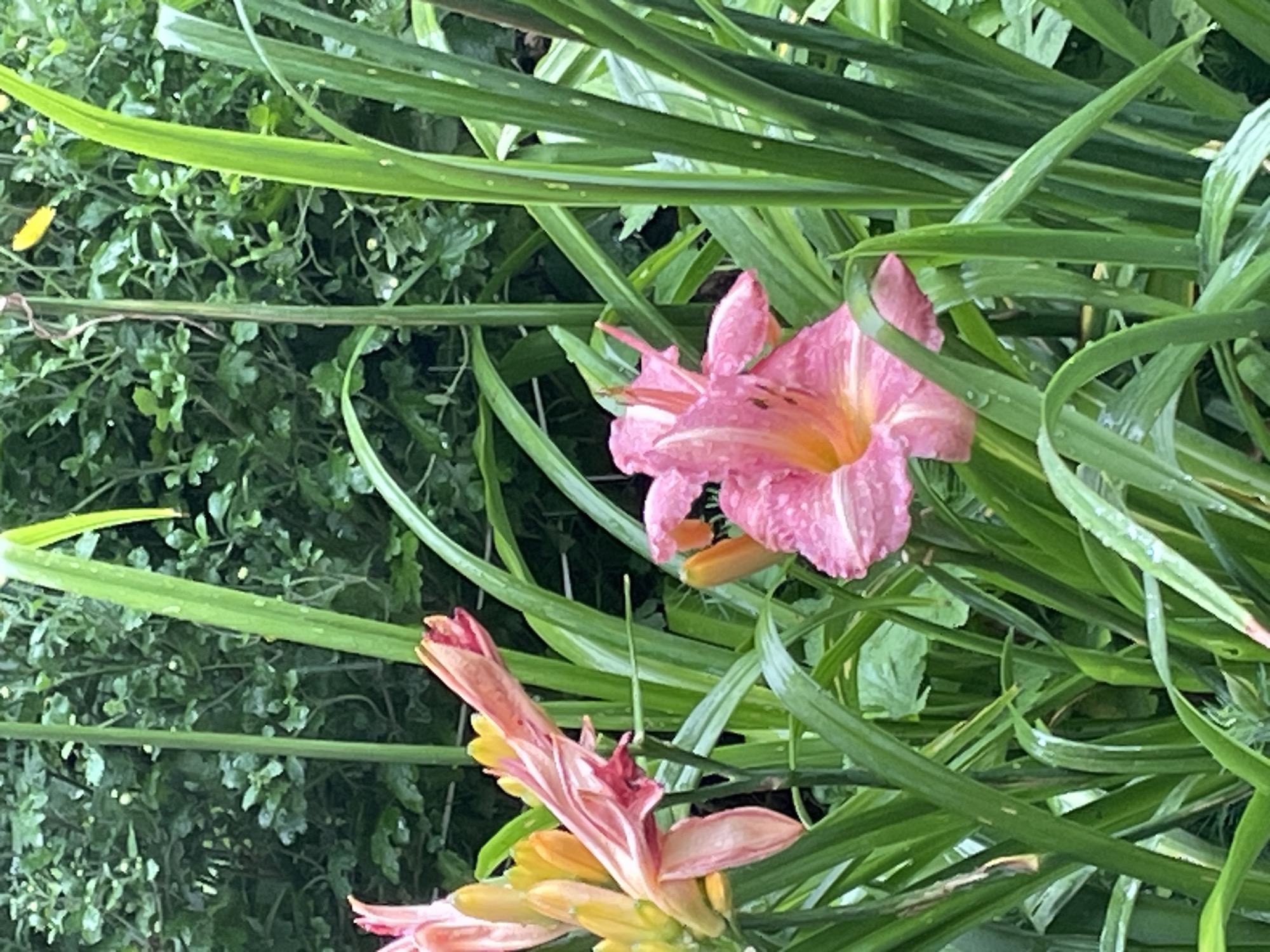 This is a close-up, eye-level, vertical shot of pink lilies in a garden. The lilies are the primary subjects, with one fully bloomed and the other partially bloomed, featuring delicate pink petals with yellow and orange centers. Water droplets are visible on the petals and long, green, blade-like leaves. The background is lush and green, composed of dense foliage and other plants, suggesting a natural, outdoor setting. The lighting appears soft, possibly indicating an overcast day or early morning light. There are no people or animals present in the image. The scene is located in a garden in Krasnogorsk, Russia.