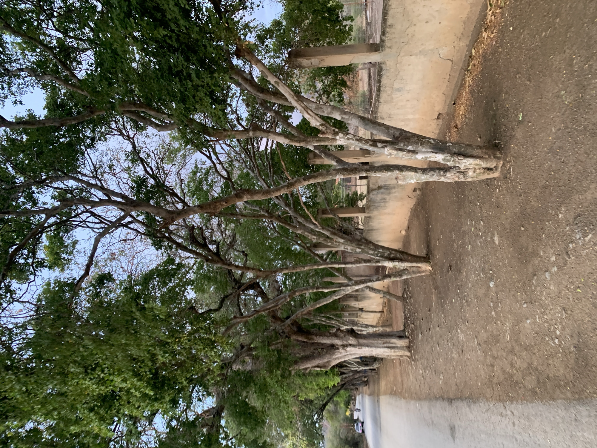 The image displays a tree-lined avenue or path in Santa Ana, Venezuela, viewed from ground level looking upwards and along the path. A long row of mature trees, characterized by their light-colored, multi-branched trunks and dense green foliage, dominates the left and center of the frame. Their branches extend significantly, forming a canopy overhead, with parts of a light blue sky visible between the leaves.
On the immediate right, a wide, earthy dirt path or shoulder runs alongside the trees. Further right and slightly behind the trees, concrete or stucco pillars and low wall structures are visible, suggesting a boundary or part of an old building. In the far distance along the path, which transitions into a paved road, a white vehicle is partially discernible, indicating a road or street extending into the distance.
The lighting suggests either early morning or late afternoon, with soft, diffused light filtering through the tree canopy. The weather appears clear and calm, with no strong shadows or signs of wind. There is no discernible activity taking place, and no text is visible within the image. The scene conveys a tranquil, natural setting within the specified Venezuelan context.