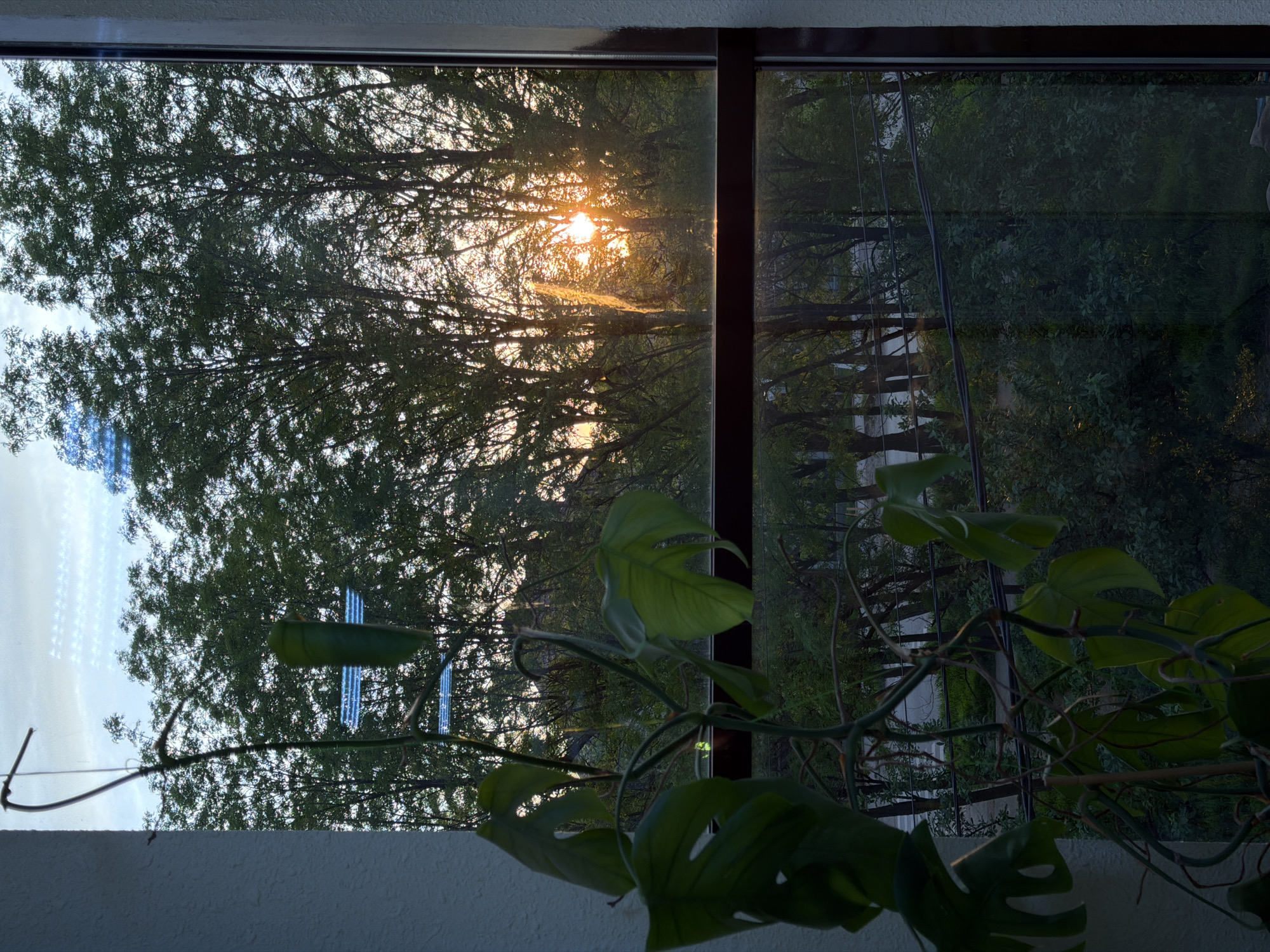 A view from inside a building, likely a residential space, is presented through a window divided by a dark brown vertical frame. The window looks out onto a dense green canopy of trees, with a burst of sunlight visible between the branches, creating a warm glow. In the foreground, a potted monstera plant is positioned in front of the window, its green leaves adding depth to the scene. The room's interior is dimly lit, with a white wall visible below the window. Across the street, structures of some sort are reflected in the window. It is not possible to determine the specific location of the scene, including in the city of Rossiyskiy, Russia, based on visual analysis alone.