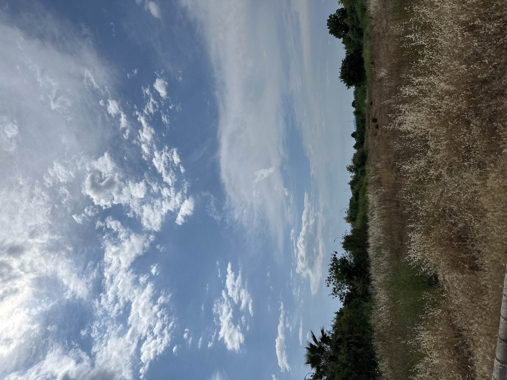 The image shows a landscape in Fethiye, Turkey. On the right side is a field of tall, dry grass and some green shrubs and trees along the horizon. The left side of the image is dominated by a blue sky with white clouds. The image appears to be taken during the day in clear weather.