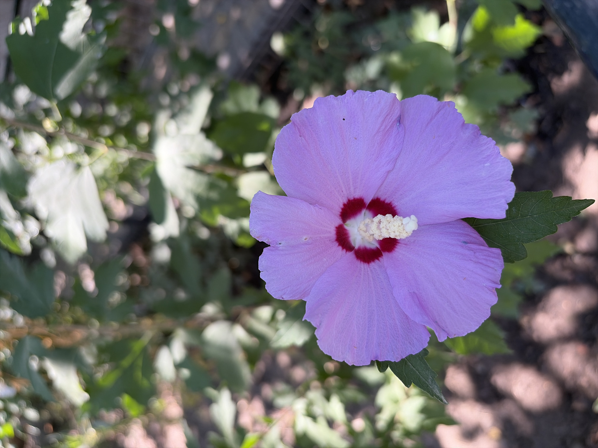 A close-up, eye-level shot showcases a single, vibrant purple hibiscus flower in bloom, positioned centrally in the frame. The flower's delicate petals are soft with a gentle ripple, radiating outwards from a deep red and white center. A cluster of pale yellow stamens protrudes from the heart of the bloom, dusted with a fine, powdery substance. The flower is attached to a single green leaf, which is partially visible at the bottom left of the image. The background is softly blurred, featuring green foliage and the dappled sunlight casting shadows on the earthy ground, suggesting an outdoor setting. This image was taken in Oxentea, Moldova.