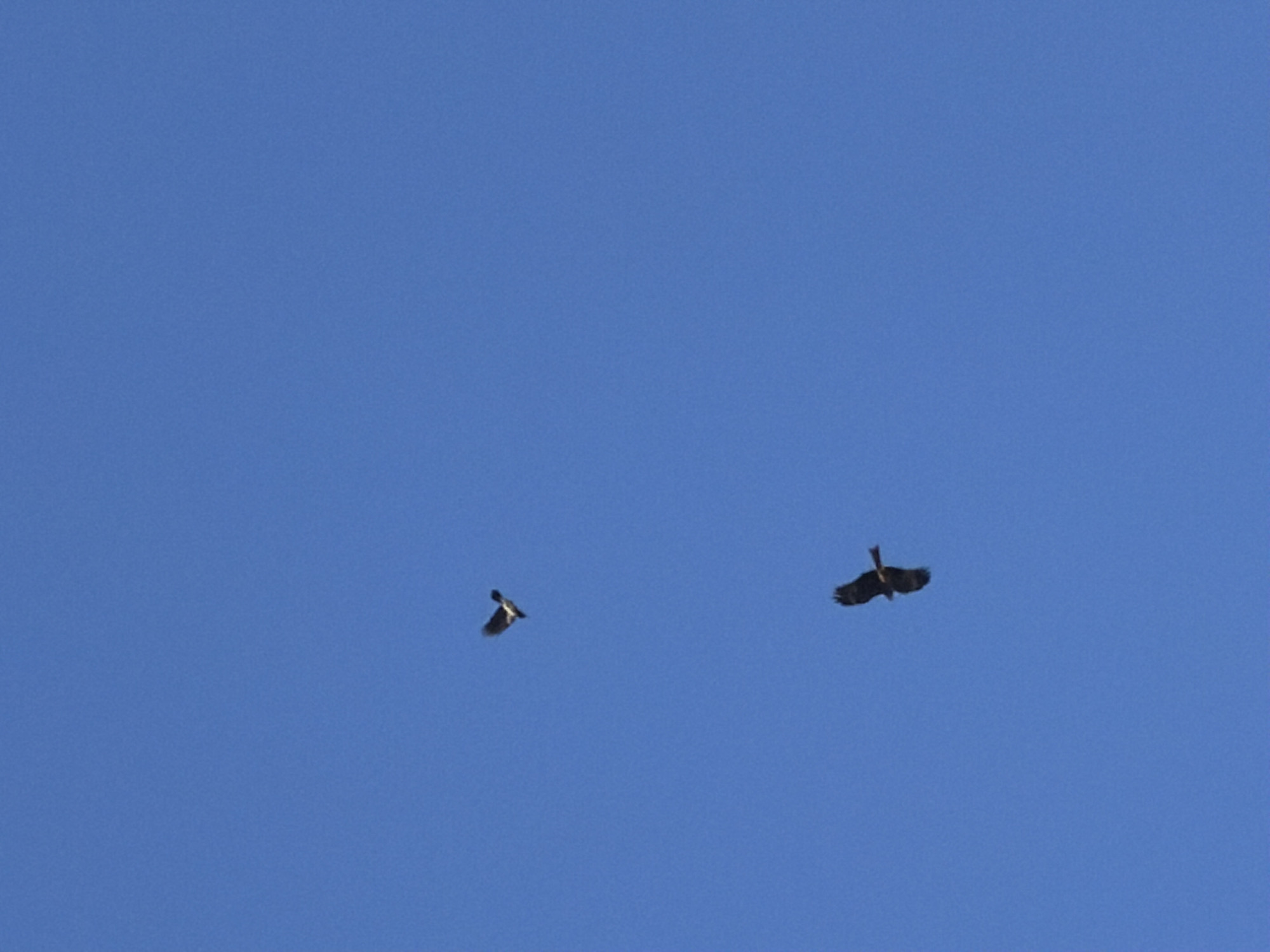 The image shows two birds in flight against a clear blue sky. The location is not discernable from the image alone.