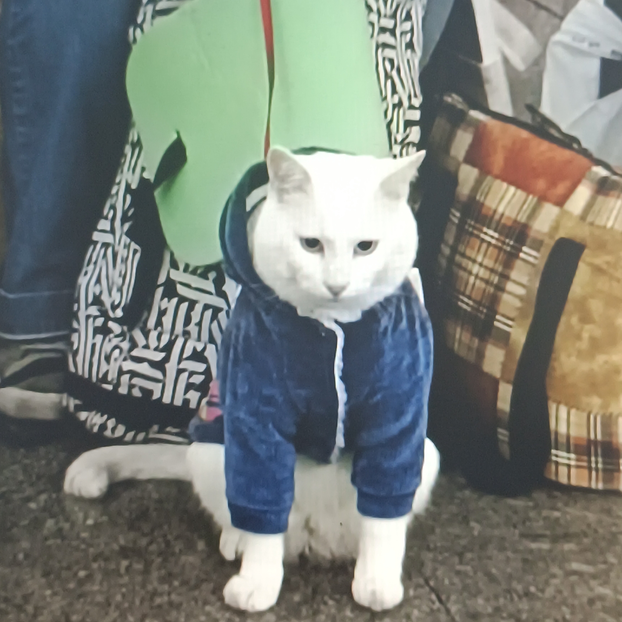 A white cat, wearing a blue hooded jacket, sits on a dark, speckled ground. The cat's eyes are partially closed, and its ears are alert. Behind the cat, a large, bright green object is visible, partially obscured by a black and white patterned fabric. To the right of the green object, a brown and tan plaid bag is present. The background is out of focus, suggesting the photo was taken in a public space.