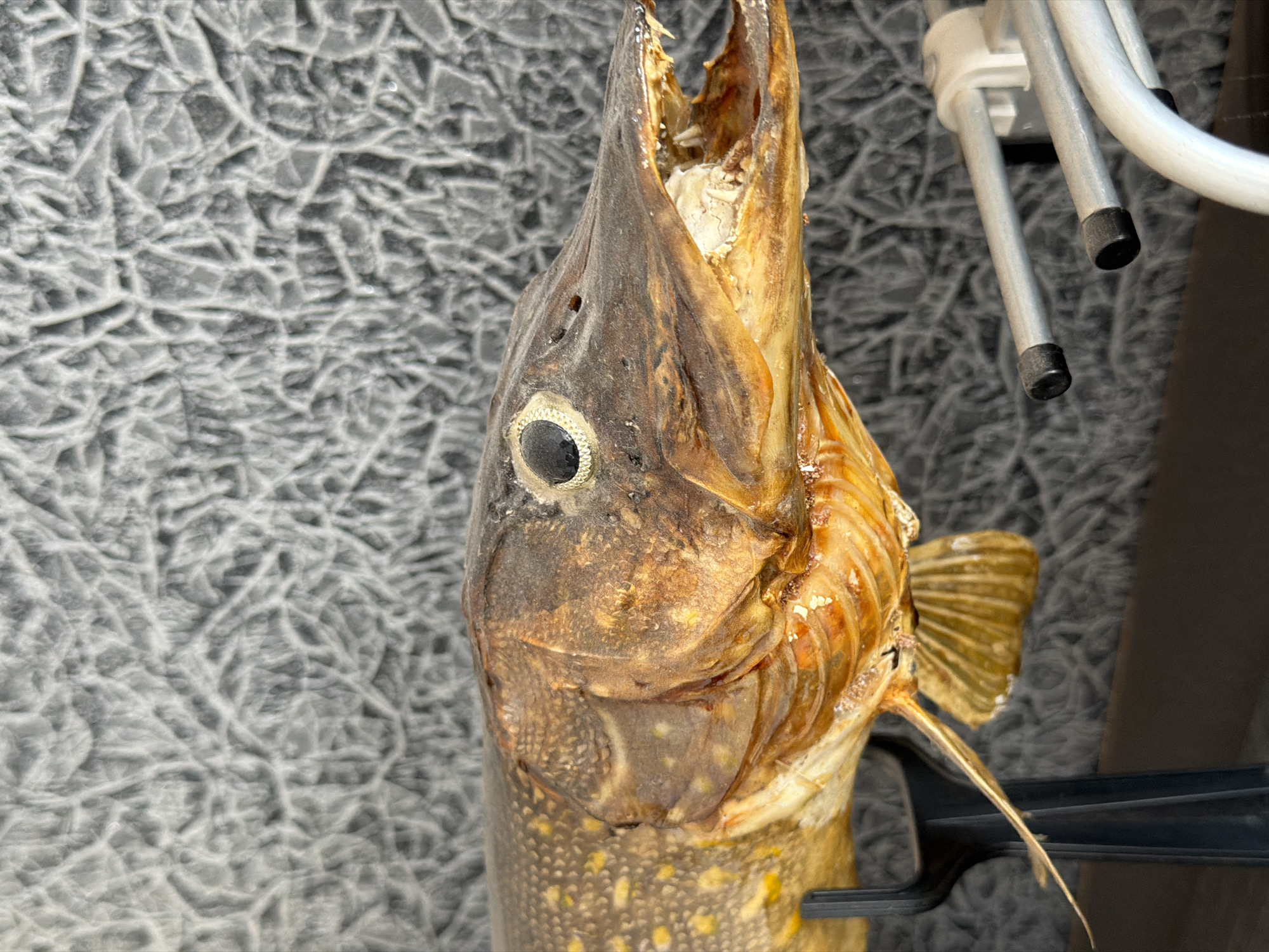 A taxidermied pike fish is displayed against a textured grey background. The fish is positioned horizontally, facing to the right, with its mouth slightly open, revealing sharp teeth. The fish's scales are visible, with a yellowish-brown coloration and scattered yellow spots. The eye is a prominent dark circle with a gold ring. Below the fish, a black stand supports its body, and to the right, part of a silver metal object with black tips is visible. The overall lighting is even, highlighting the details of the fish.