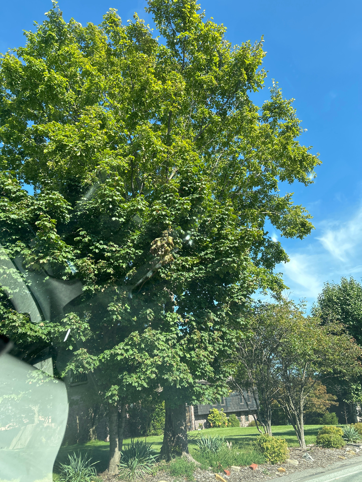 In Robinson Township, United States of America, a mature deciduous tree with dense green foliage dominates the center of the frame, its branches reaching towards a bright blue sky dotted with wispy white clouds. In the foreground, a reflective surface, likely a car window, distorts the lower left portion of the image, showing a blurred reflection of greenery and a building. The tree is situated in front of a well-manicured lawn that slopes gently upwards towards a multi-story building with a stone and wood-paneled facade. Several smaller trees and shrubs are visible in the middle ground, and a paved road or driveway runs along the bottom edge of the image. The overall scene suggests a residential or park-like setting on a clear, sunny day.