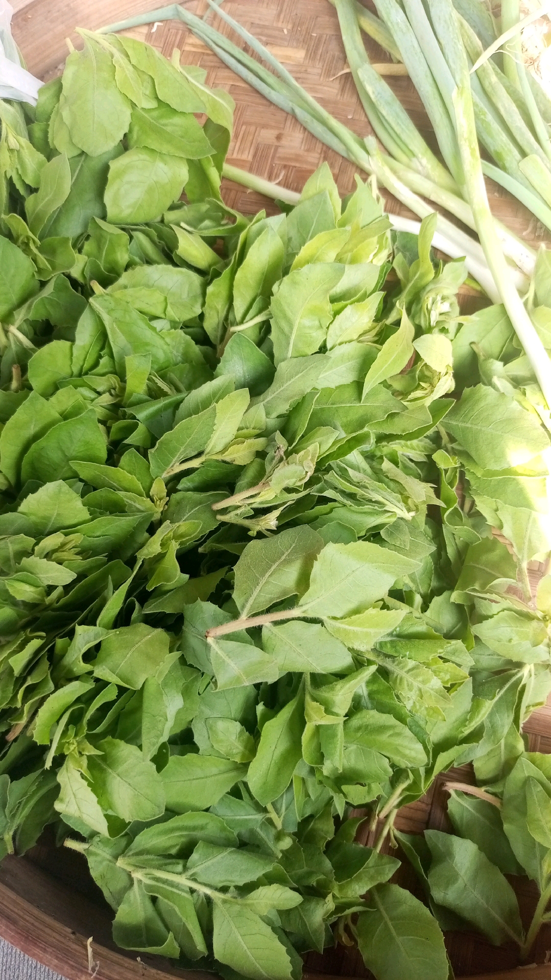 A pile of fresh green basil leaves is spread across a woven mat. To the right of the basil, a bunch of green onions is also placed on the mat. The scene appears to be an outdoor market stall in Mangliawan, Indonesia, with the basil likely for sale.