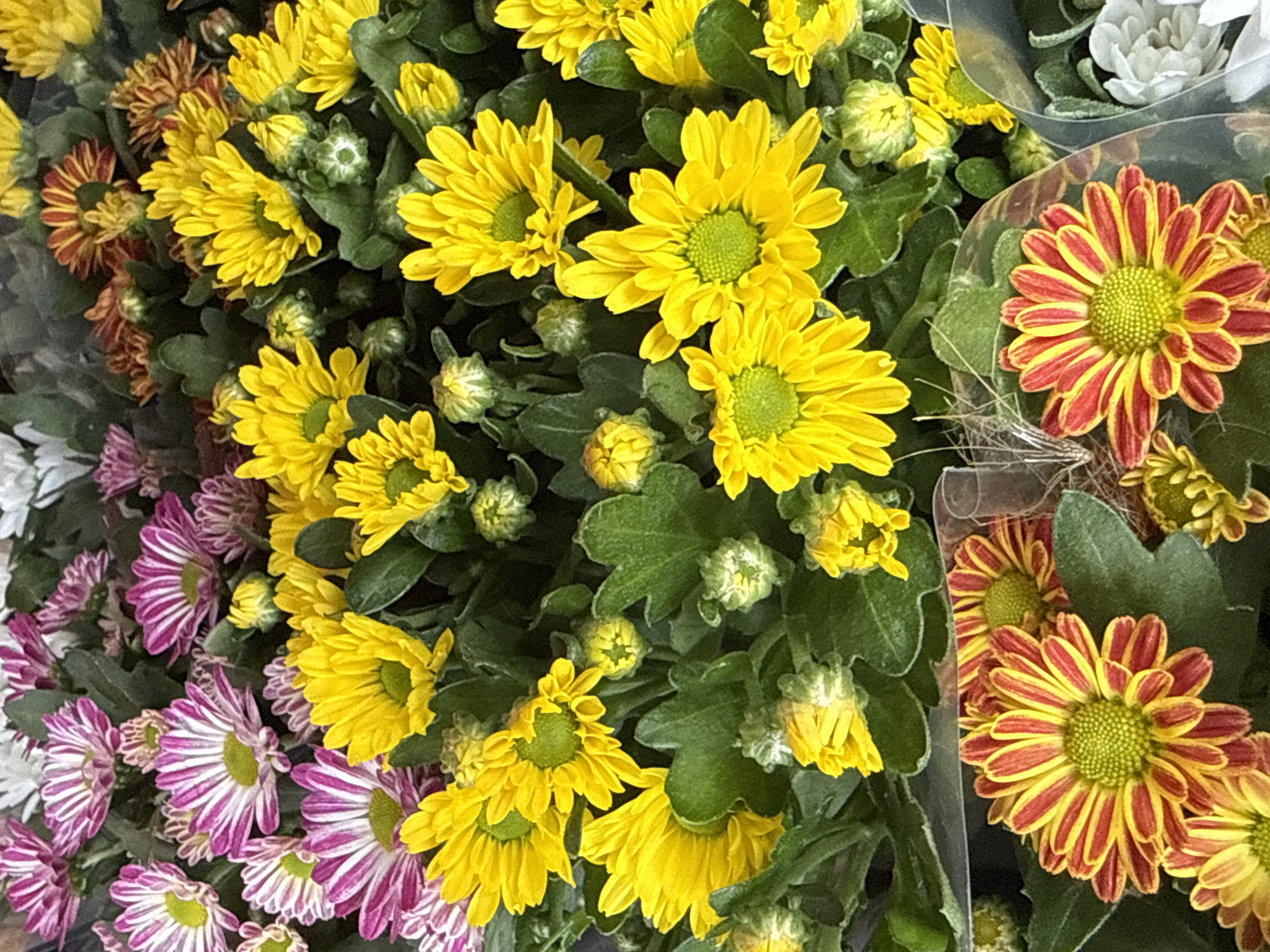 The image shows a close-up of several bouquets of chrysanthemums, displayed at a florist stall in Bad Sachsa, Germany. The flowers are a mix of vibrant colors, including yellow, pink and white, with some bicolored red and yellow blooms in the foreground. The flowers are densely packed, with many buds interspersed among the fully bloomed flowers. The leaves are a deep green and appear healthy. The lighting is bright, highlighting the textures and colors of the petals. The background is out of focus, emphasizing the flowers as the main subject.