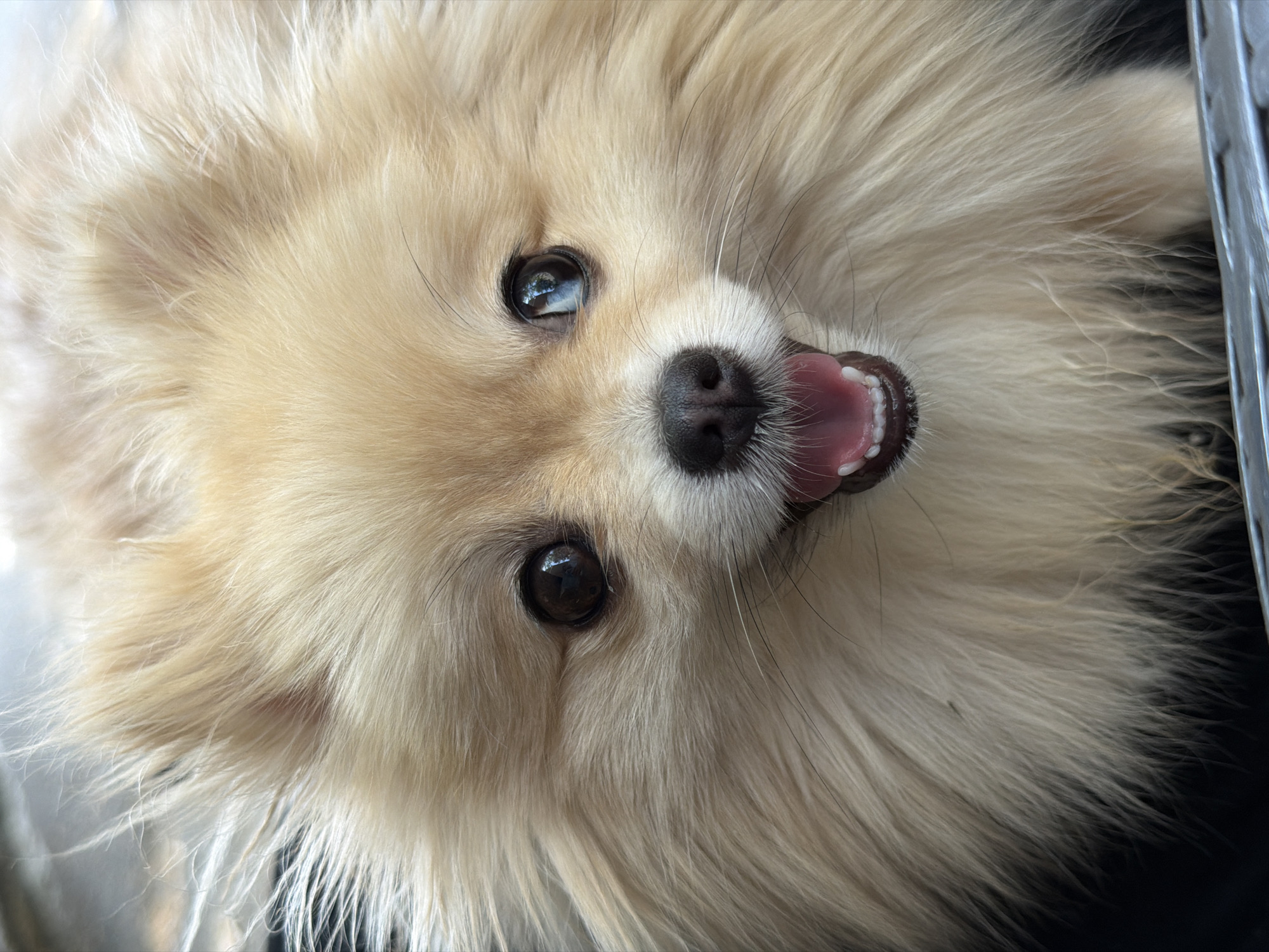 A close-up, eye-level, portrait shot features a fluffy, light-colored Pomeranian dog with its mouth open and tongue slightly visible. The dog's fur is a light tan or cream color and appears fluffy and somewhat tousled. Its dark, round eyes are wide and reflective, showing glints of light. The dog's nose is black and moist. The background is dark and out of focus, providing a strong contrast to the subject. The lighting suggests an outdoor or well-lit indoor environment. There is no indication of a specific location within Barcelona, Spain.