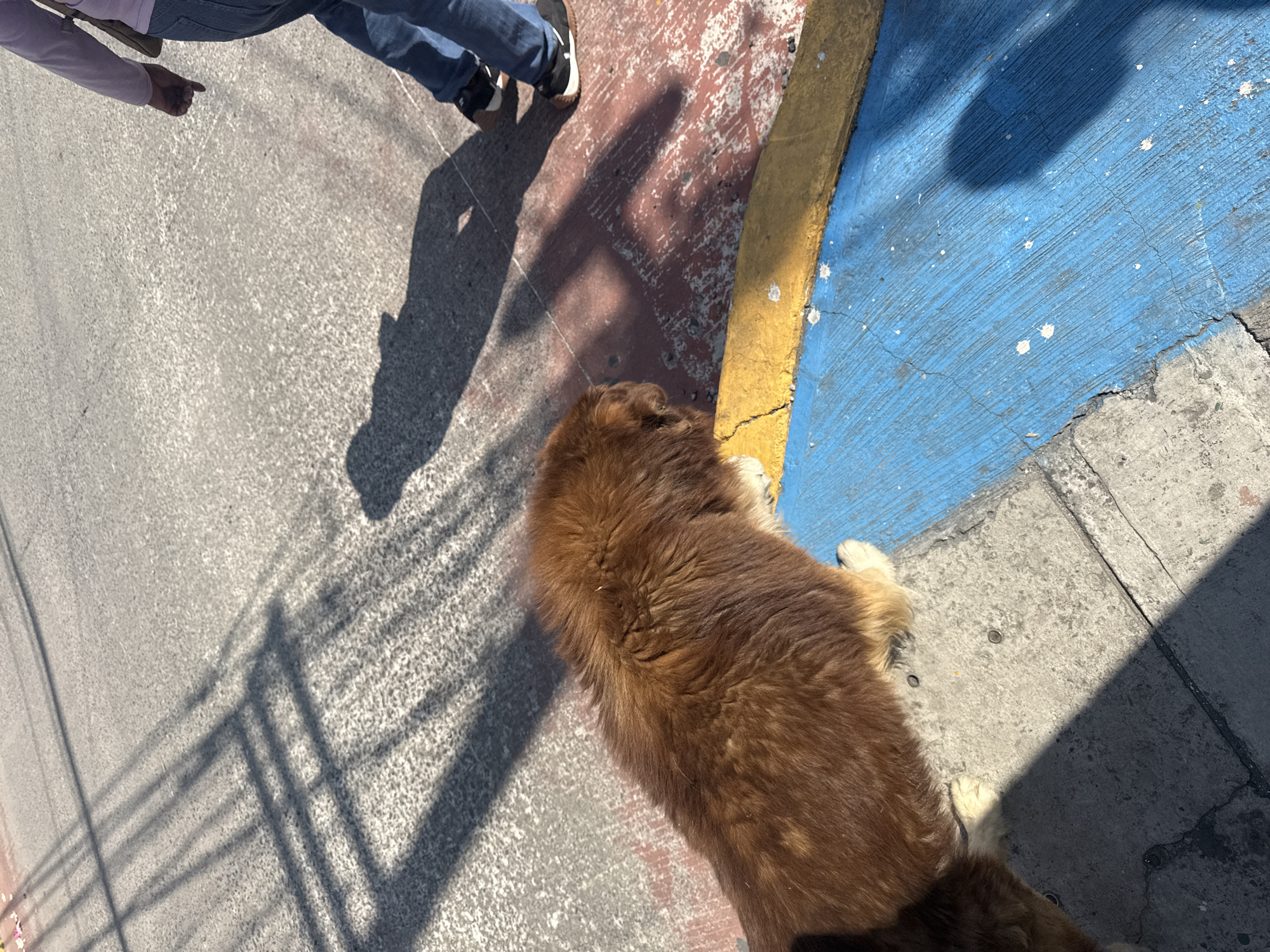 The scene, likely captured on a sunny day in Heroica Puebla de Zaragoza, Mexico, depicts a close-up, overhead view of a street corner. A brown, long-haired dog is lying on the pavement, with its body partially positioned against a curb that is painted yellow and blue. The pavement surrounding the dog is a mix of grey concrete and red-painted surfaces. Two people are partially visible in the upper left of the frame, one wearing blue jeans and dark shoes with white accents, and the other wearing a pale pink shirt or jacket. The shadows of overhead power lines are cast across the left side of the pavement.