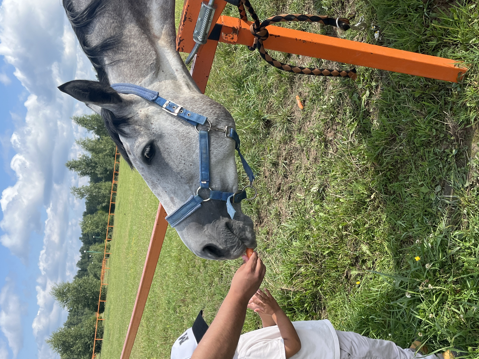 In the city of Akhlebaikha (Kovriginskii S/S), Russia, a grey horse with a blue halter is being fed a carrot by a person. The person is wearing a white t-shirt and a black and white baseball cap. The horse is standing near an orange metal fence. The ground is covered in green grass. The sky is blue with white clouds. In the background, there are trees and a fence.