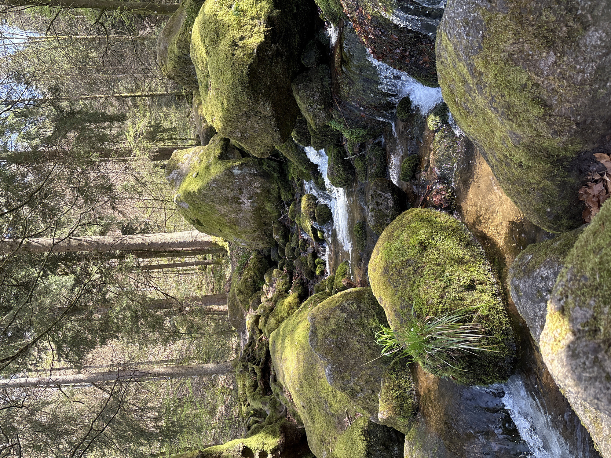The image shows a section of a stream flowing through a moss-covered rock formation in a forest. The stream is located in Bühlertal, Germany. The rocks are primarily covered with green moss and are of varying sizes. The water is flowing rapidly in some areas, creating small waterfalls. There are trees visible in the background, some with bare branches and others with green foliage. A small patch of grass grows on one of the rocks. The lighting suggests that it is daytime with some sunlight filtering through the trees.
