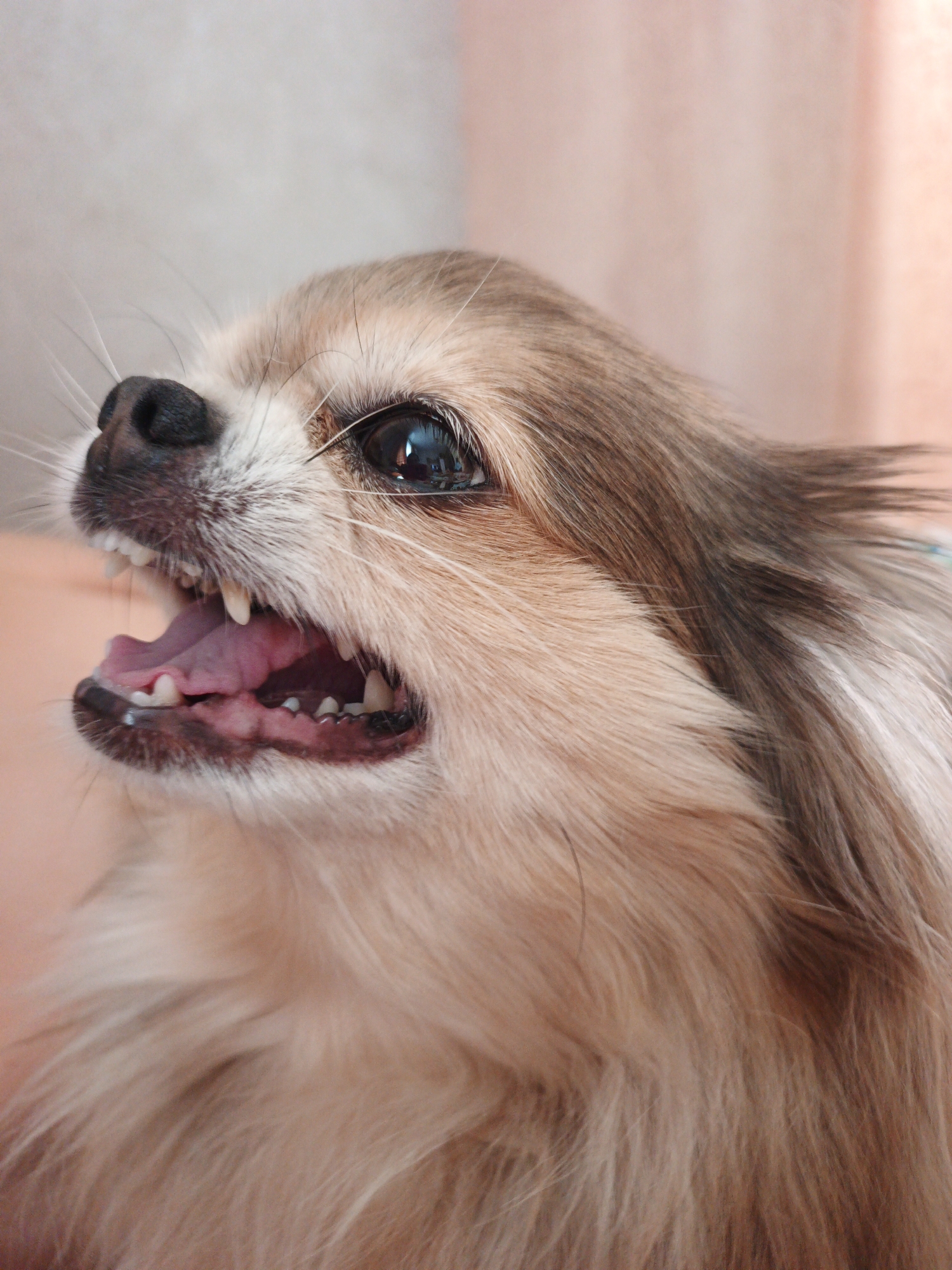 A close-up, vertical, indoor shot shows the head of a small, long-haired dog, likely a Chihuahua or similar breed, with light brown and white fur. The dog's mouth is open, revealing its pink tongue and sharp white teeth, and it appears to be barking or yipping. The dog's dark, wide eye is visible, reflecting light. The background is out of focus, with a soft, muted tone of peach and beige, suggesting it might be a wall or a curtain. There is no indication of the location being Medvedyovka, Russia, or any other specific city.