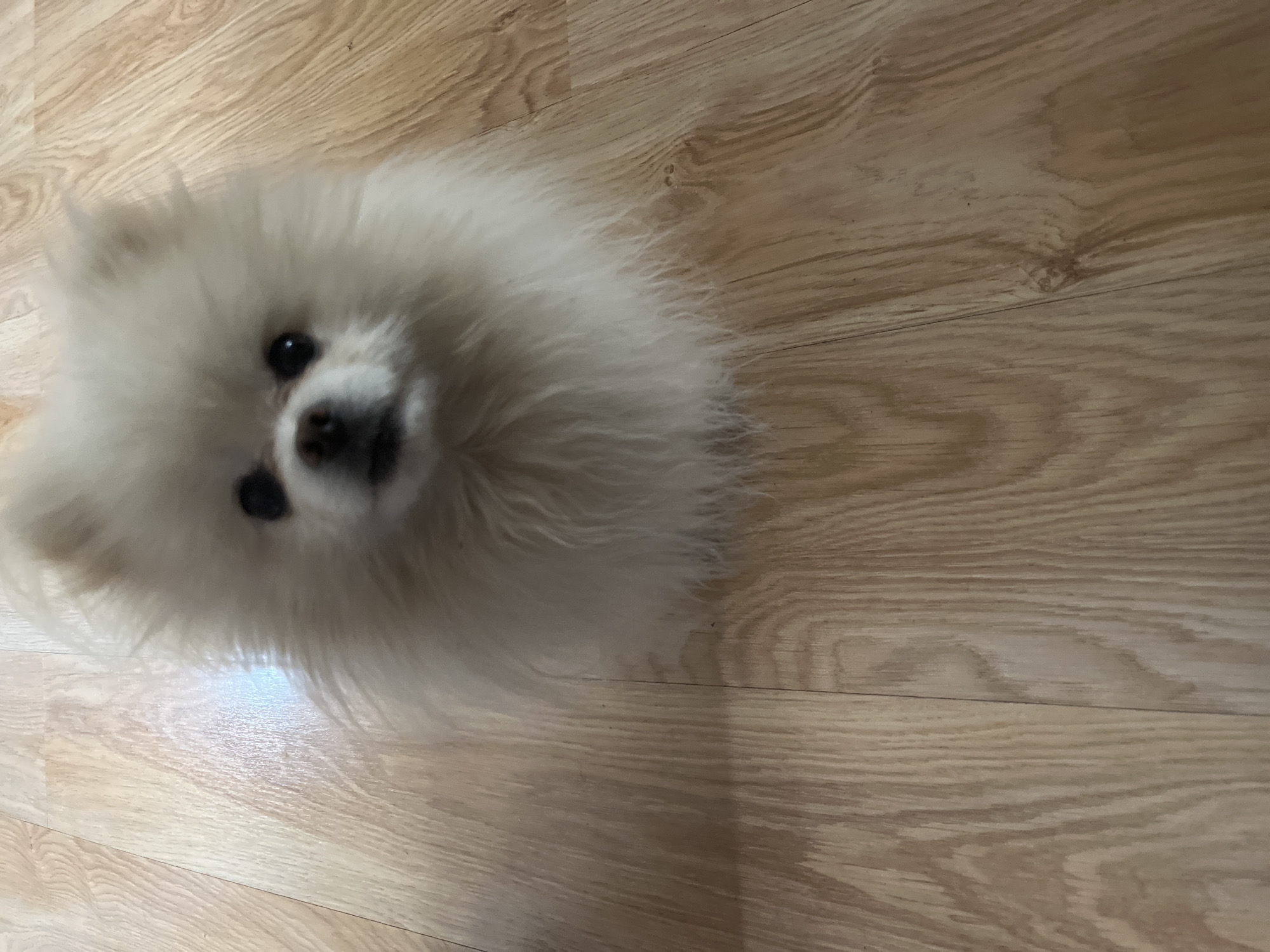 A white Pomeranian dog is centered in the upper left quadrant of the image, lying on a wood floor. The dog is looking directly at the camera. The floor appears to be light colored wood planks. The location is unknown and there is no indication that this image was taken in Izhevsk, Russia.