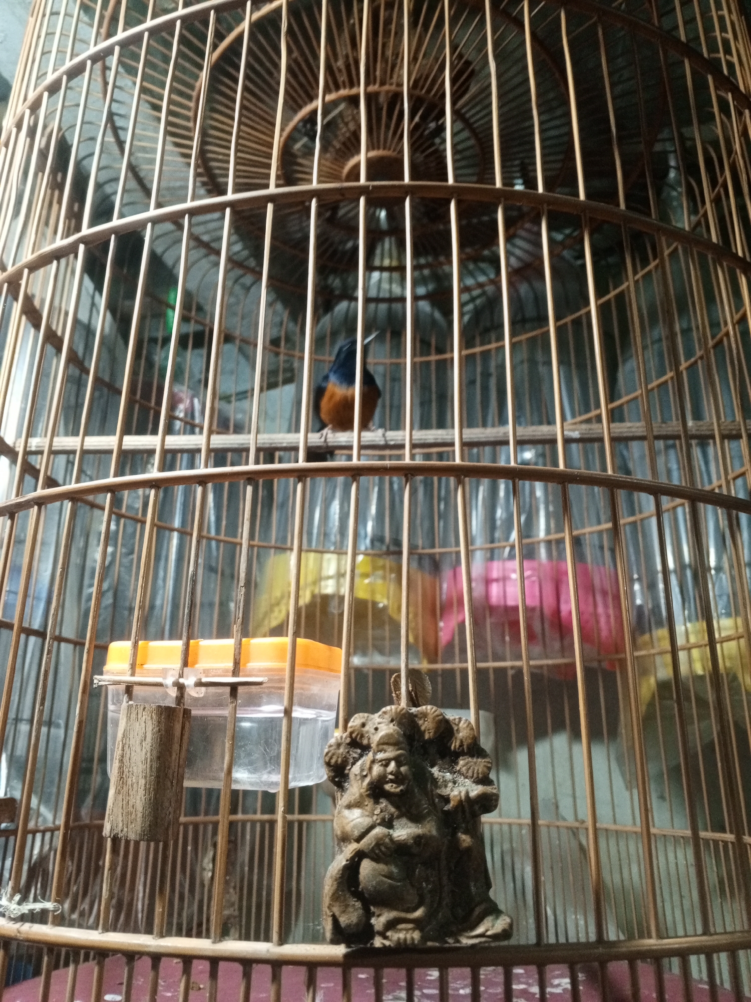 A small bird is captured within a cylindrical birdcage, crafted from light brown wooden or bamboo bars. The bird, positioned on a horizontal perch in the upper half of the cage, displays dark blue or black plumage on its back and head, with a contrasting orange or brown belly.
Within the cage, a clear plastic feeder or water container with an orange lid is affixed to the bars on the lower left, holding a clear liquid. Below this, a small wooden perch extends. On the lower right, an ornate, dark-colored figurine rests on the cage floor. This statue depicts a serene or smiling figure, possibly a deity or wise man, with detailed carvings that appear to include a snake or dragon coiled around it.
The background, softly blurred through the cage bars, suggests an indoor setting, possibly a room, with diffused lighting and indistinct colorful shapes, including pink and yellow elements. The bird is simply perched, and no specific action is taking place. The scene portrays a pet bird in a domestic environment. This image originates from Weddagala, Sri Lanka. There is no visible text.