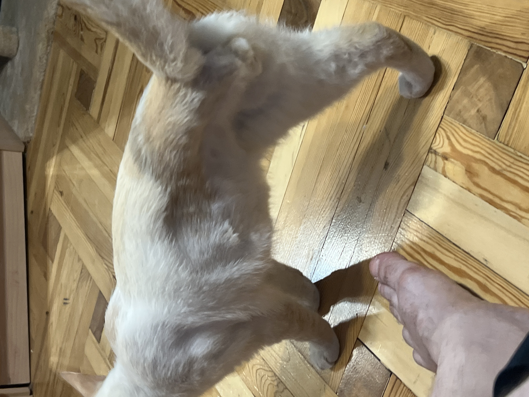An adult human foot is in the foreground, positioned on a light brown, wooden parquet floor. The foot is bare except for a black band visible on the left side. Behind the foot, a white and light orange cat stands on the same floor, facing to the left. The cat's tail is raised. The environment appears to be indoors.