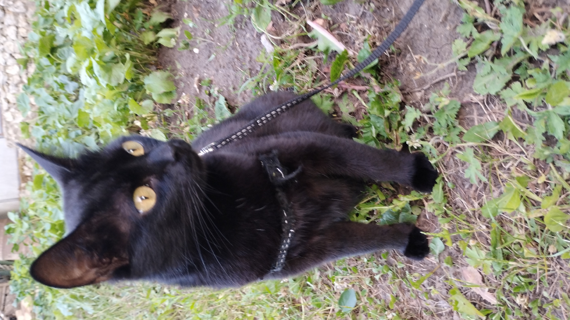 A black cat with yellow eyes is lying on the ground in grass and dirt. The cat is wearing a black harness with a leash attached, which is visible extending out of the frame. The cat's ears are pointed, and its whiskers are long and white. The cat appears to be relaxed, with its head tilted back and its eyes open. The background consists of green plants and brown dirt. The lighting suggests it is daytime, likely outdoors. There is no visible text.