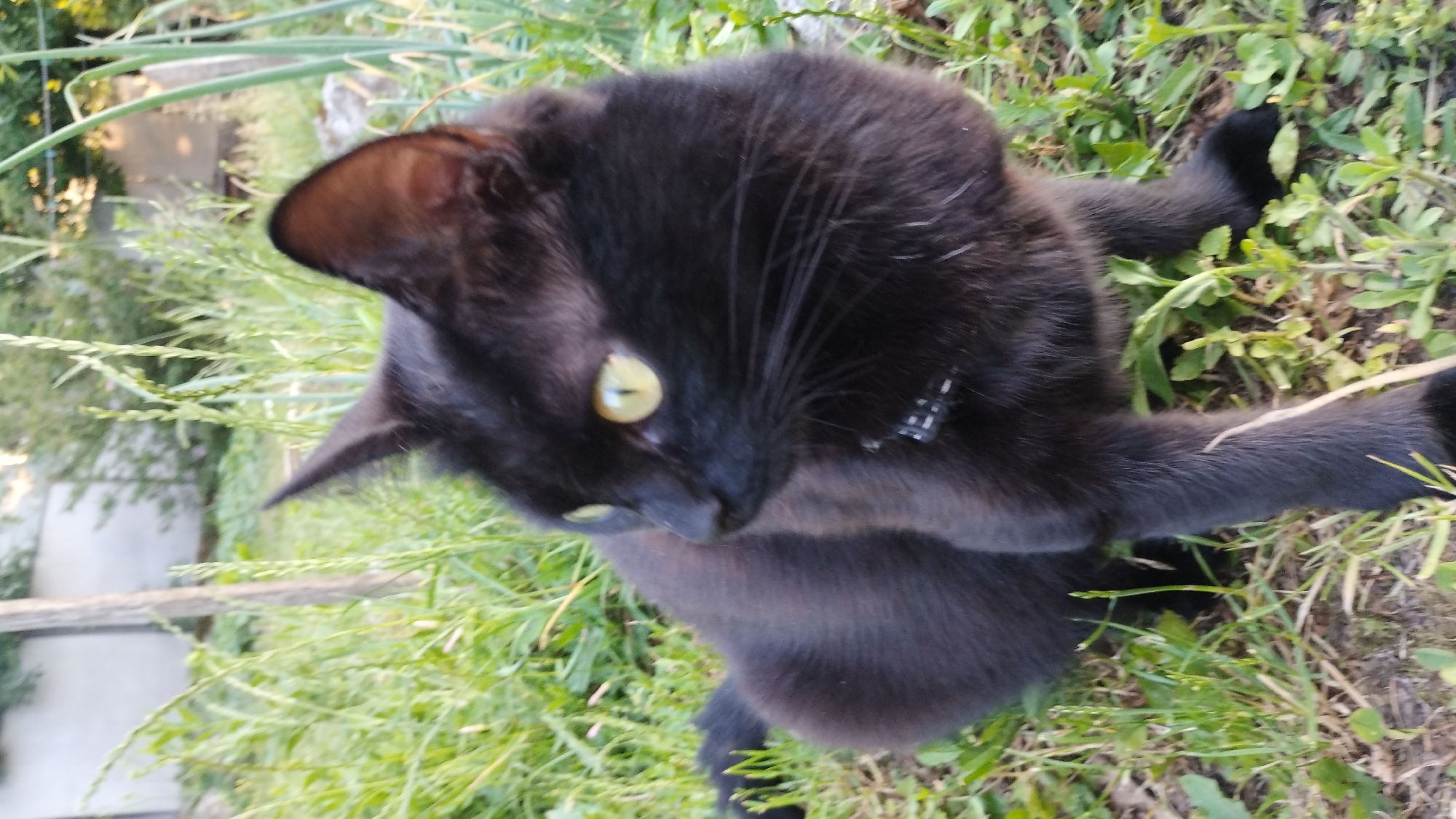 A black cat with striking yellow-green eyes is the sole subject of this outdoor, eye-level shot. The cat is positioned in the center of the frame, with its body angled to the right and its head turned towards the viewer. It appears to be lying down or resting in tall green grass and other low-lying vegetation, suggesting a natural or garden-like setting. The lighting indicates it is daytime, possibly late afternoon or early morning given the soft shadows and overall brightness of the scene. The background is softly blurred, featuring more greenery and a hint of a pathway or stone structure on the left side, further supporting an outdoor, possibly backyard or park location. The cat's fur is uniformly black, with individual strands catching the light. A faint, patterned collar is visible around its neck. The cat's gaze is direct and alert, with its ears pointed forward, conveying a sense of curiosity or mild interest in its surroundings. No people or text are visible in the image.