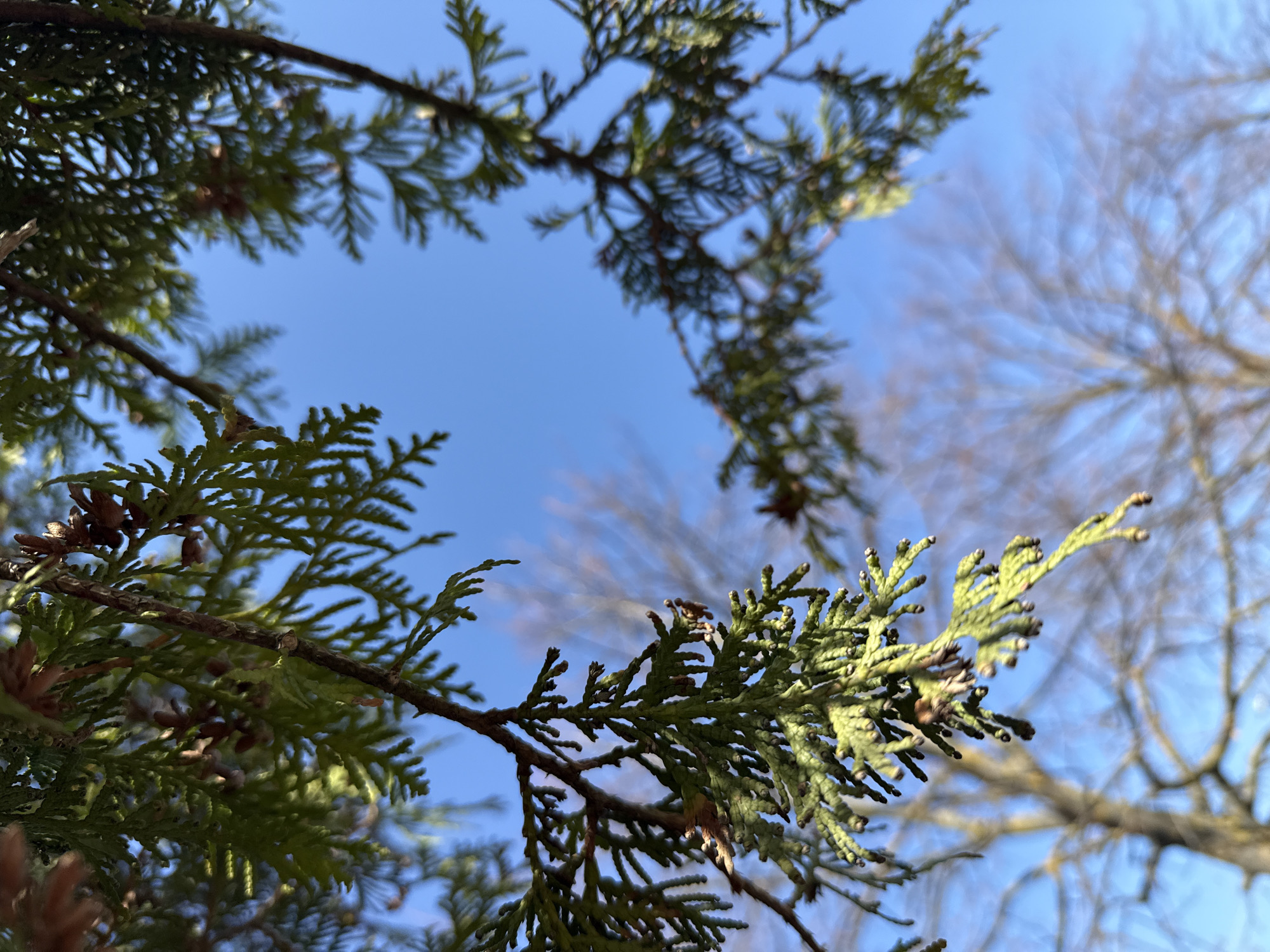 The image is an upward view through the branches of coniferous trees, with a clear blue sky visible in the background. The branches are green and brown and have small cones. A blurry tree is also visible on the right. There is no specific information in the image to definitively place it in Dmitrov, Russia.