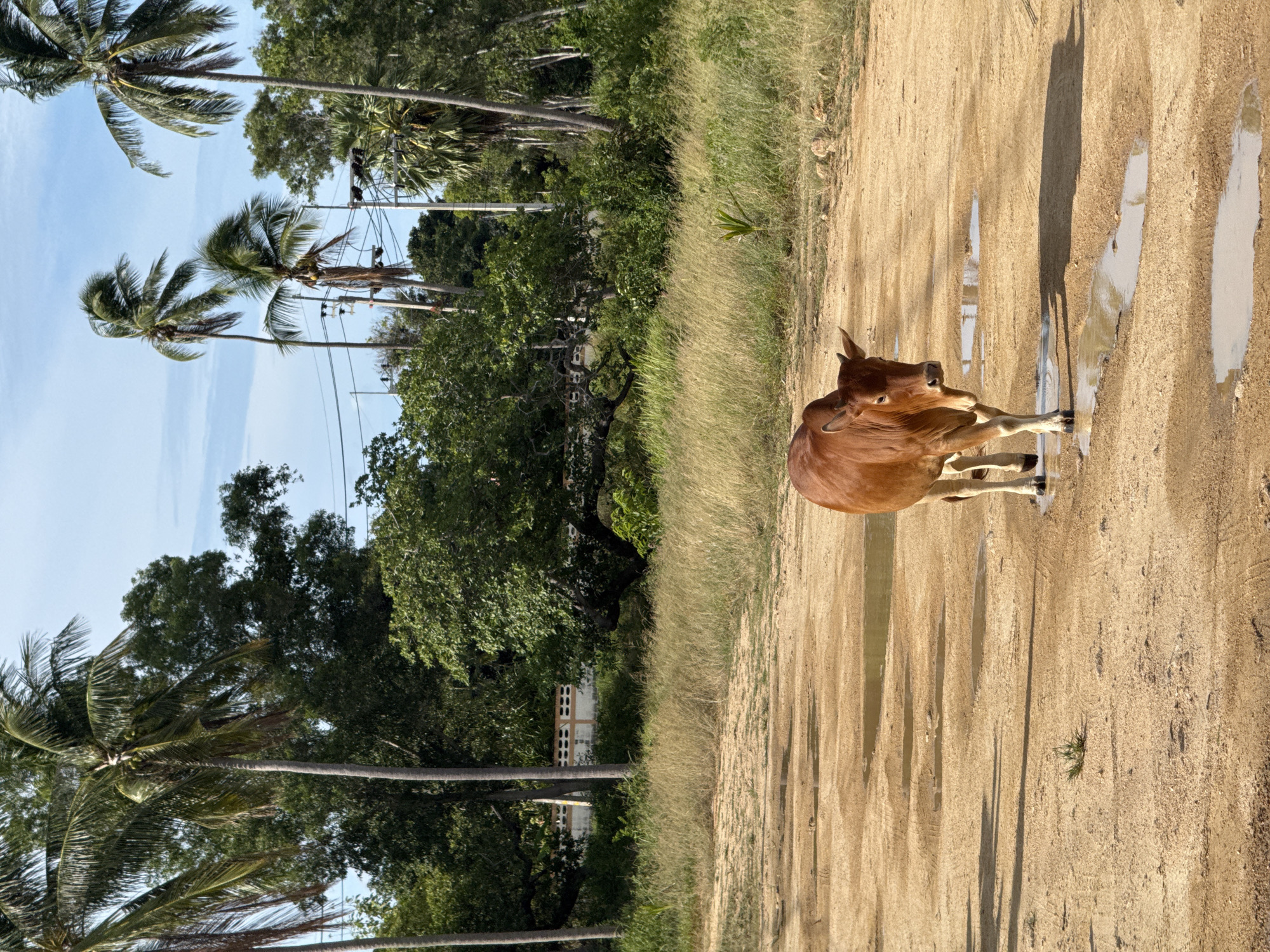 A light brown cow walks across a sandy area with several shallow puddles. The cow is positioned in the lower-center of the frame, facing the camera. Behind the cow, a field of dry grass extends to a line of lush green trees and palm trees. In the background, a white wall with a decorative pattern is visible, and beyond that, more trees and utility poles. The sky is a clear light blue with a few wispy clouds. The scene appears to be in a rural or semi-rural area of Ko Samui District, Thailand.