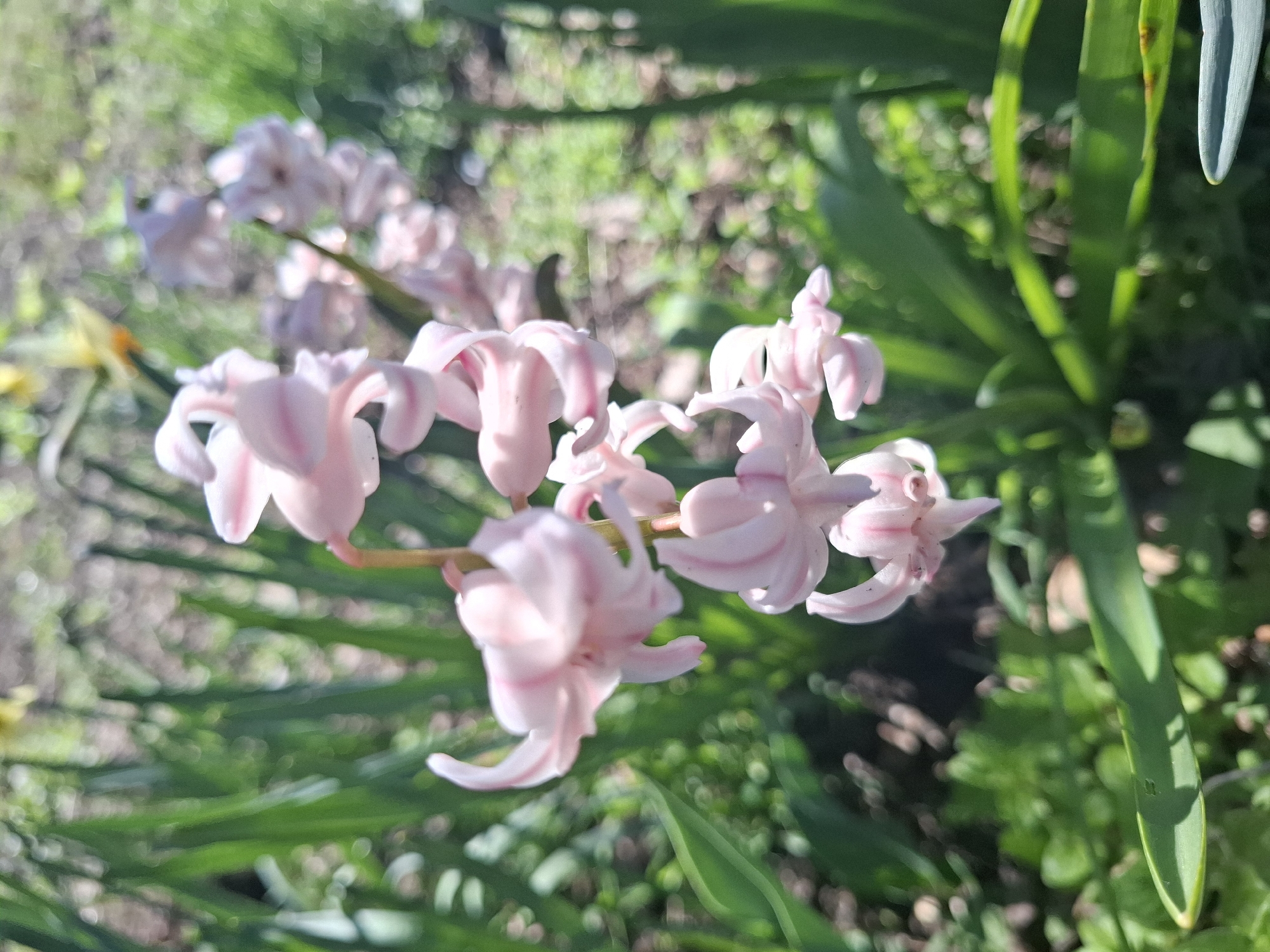 The image depicts a cluster of light pink hyacinth flowers in bloom. The flowers are positioned in the center of the frame, surrounded by green foliage. The background consists of blurred greenery, indicating an outdoor setting. There are no people visible in the image. The location, Gramada, Bulgaria, cannot be confirmed from visual evidence.
