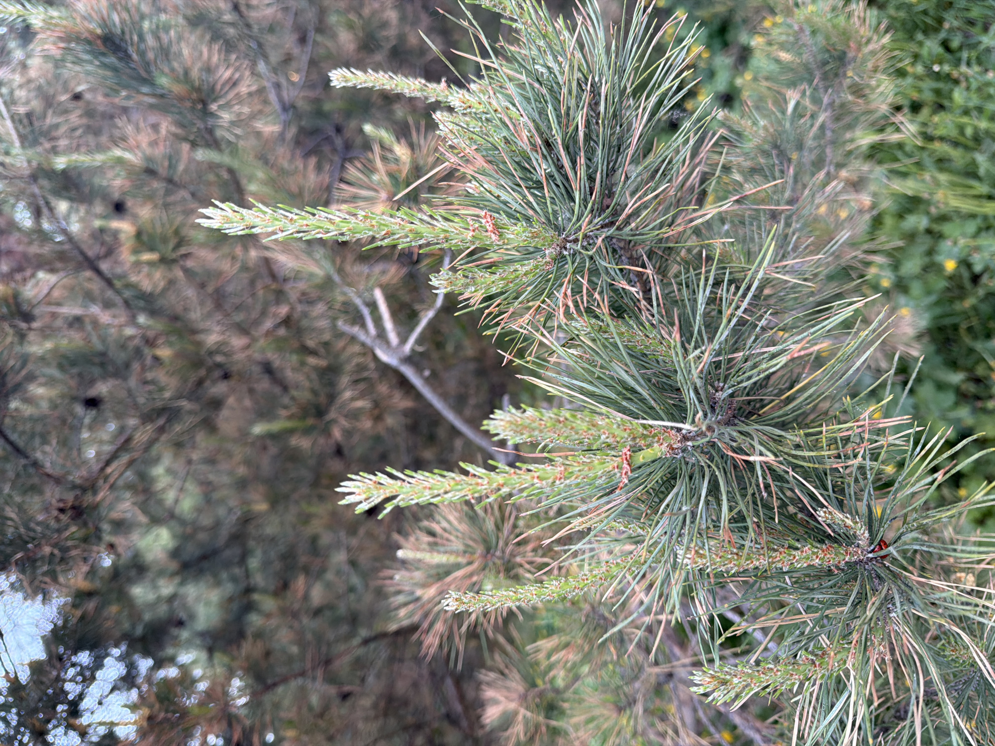 The image shows a close-up view of pine needles and branches, some green and healthy, others brown and dried, suggesting varying ages or health conditions of the tree. The background features blurred greenery and branches, indicating the tree is part of a larger forest or park area. The location is Izhevsk, Russia.