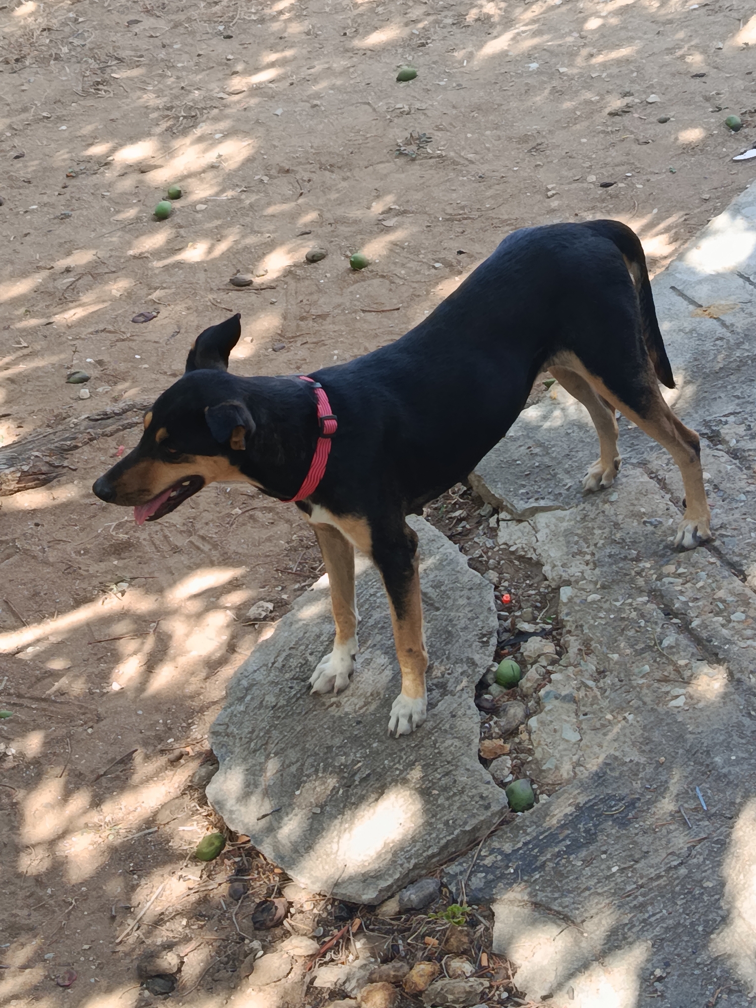 A black and tan dog with a red collar stands on a large rock. The dog's tongue is visible. The ground is a mix of dirt and cracked concrete. Green fruit-like objects are scattered around the dog and on the ground. The location is consistent with a residential or semi-rural area in Juan Griego, Venezuela, considering the type of ground, vegetation, and architecture typical to the region.