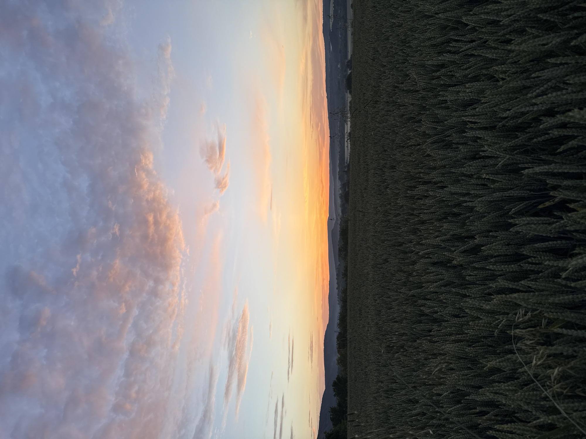 The image depicts a landscape at sunset. On the right side, there's a dark, dense field of wheat or similar grain, with the individual stalks and heads clearly visible. Towards the middle of the image, a line of trees and possibly hills can be seen against a sky displaying a gradient of colors. The sky transitions from a light blue to orange and then to a warm, pink hue at the top, suggesting the setting sun is illuminating the clouds with warm light. The clouds themselves are textured and layered, adding depth to the sky. The location is possibly in or near Strazhitsa, Bulgaria, indicated by the landscape features. There are no people visible in the image. The scene is static and serene, capturing the natural beauty of the landscape at dusk.