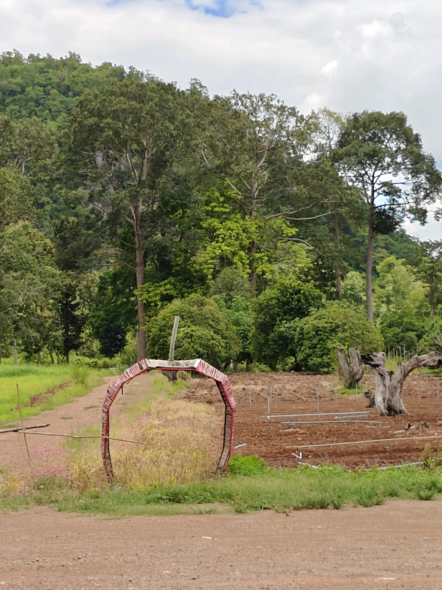 The image depicts a rural landscape in Mu Si, Thailand, characterized by lush greenery and a cloudy sky. In the foreground, a dirt path leads through a field. To the left, a rudimentary wooden structure made of branches stands in a patch of pink wildflowers. Dominating the middle ground is a large, arched, red-and-white structure, possibly an entrance or decorative element, set against a backdrop of dry, yellowish vegetation. Behind this archway, the ground is tilled brown soil, with a network of white irrigation pipes laid out. To the right of the tilled field stands a large, gnarled, leafless tree trunk, weathered and ancient-looking. The background is filled with a dense, verdant forest that climbs up a gently sloping hill. Tall trees with full canopies and a variety of green foliage create a rich, natural environment. The overall scene suggests a peaceful, agricultural or natural setting on a slightly overcast day.