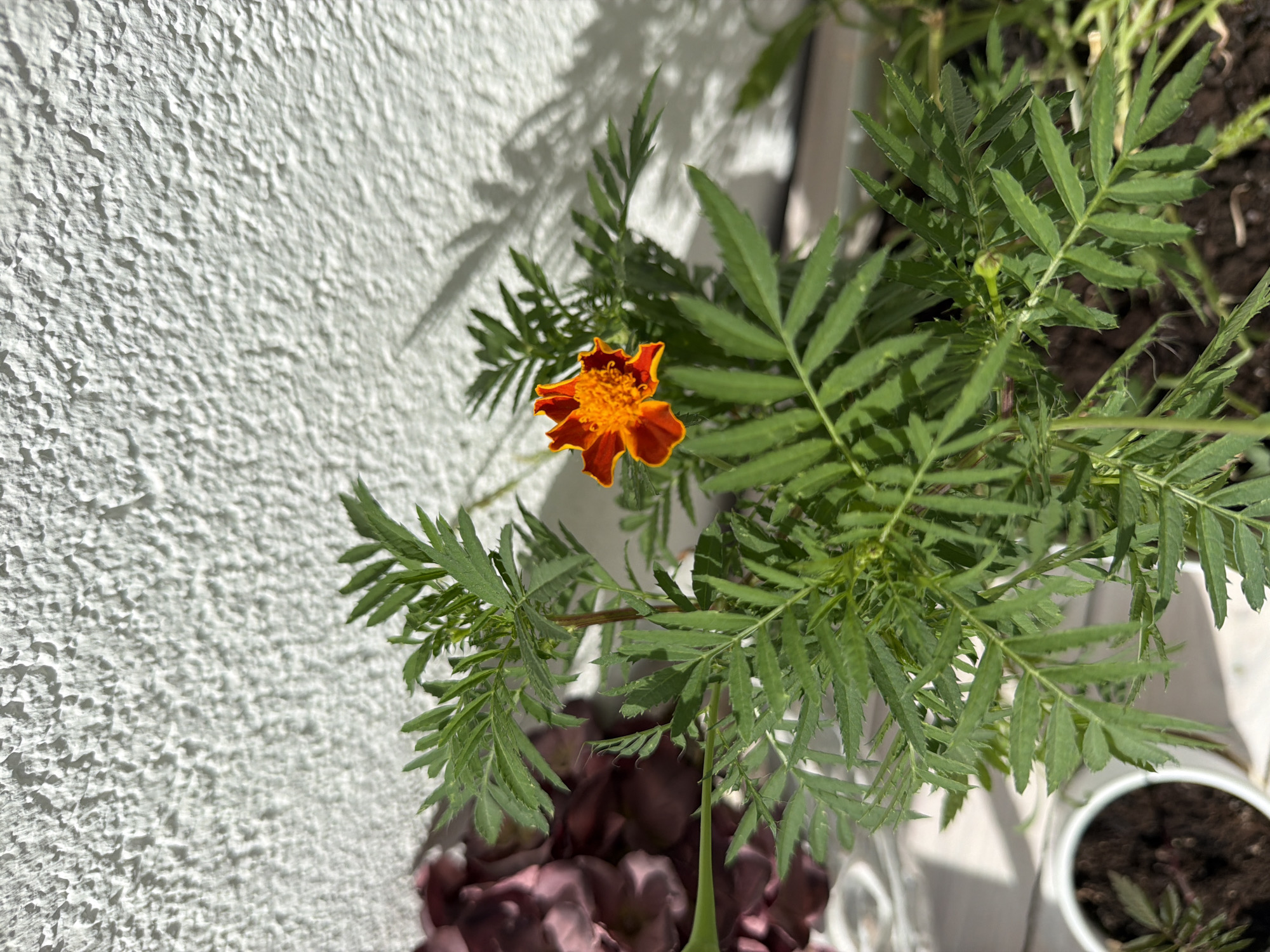 A close-up, eye-level shot captures a single marigold flower with vibrant orange and red petals, blooming amidst lush green foliage. The flower is positioned in the center-right of the frame, its petals slightly curled. The plant is situated in a white pot filled with dark soil, visible in the lower left corner, where another smaller plant is also present. Behind the marigold, a textured white wall casts a stark shadow of leaves and branches. To the left of the marigold, out of focus, are deep purple petals of what appears to be another flower. The lighting suggests it is daytime, with sunlight casting distinct shadows. The scene is likely an outdoor setting, possibly a balcony or garden, in Kyiv, Ukraine, given the specific architectural style of the wall and the characteristic sunlight. There are no people or animals visible in the frame.