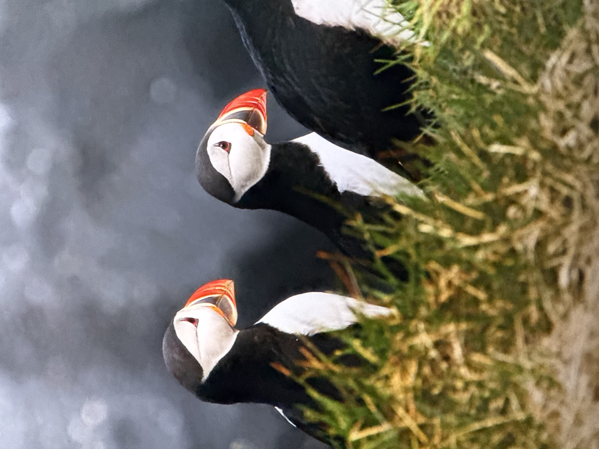A close-up, eye-level shot features three puffins partially obscured by tall green and yellow grass in the foreground. The puffins are black and white with distinctive orange beaks and red eye markings. The puffin on the left is facing to the right, while the middle puffin is turned to the left, and the puffin on the far right is mostly hidden, facing forward. The background is a blurred, dark gray, suggesting a hazy or overcast sky. The image is well-lit, highlighting the details of the puffins' plumage and beaks. There is no indication of the city of Saratov, Russia, or any urban environment in this image.