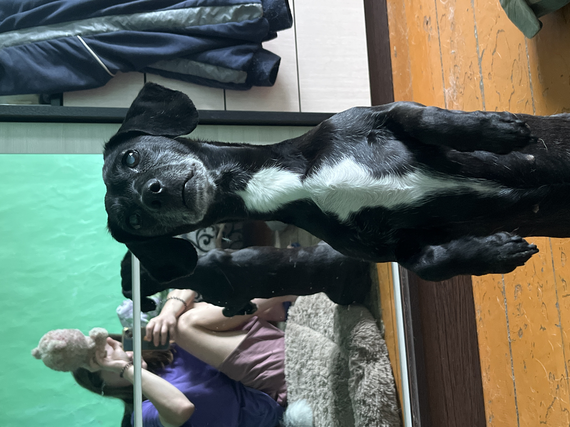 A black and white dog stands on its hind legs in front of a mirror in a room. The dog has a white patch on its chest and a grey muzzle. In the reflection of the mirror, a person wearing a purple shirt and pink shorts is sitting on a fuzzy rug, holding a phone and a stuffed toy. The room has wooden floors and a green wall in the background. The overall scene appears to be an indoor domestic setting. The image does not contain any specific details or landmarks that would allow for pinpointing the location within Nizhny Tagil, Russia.