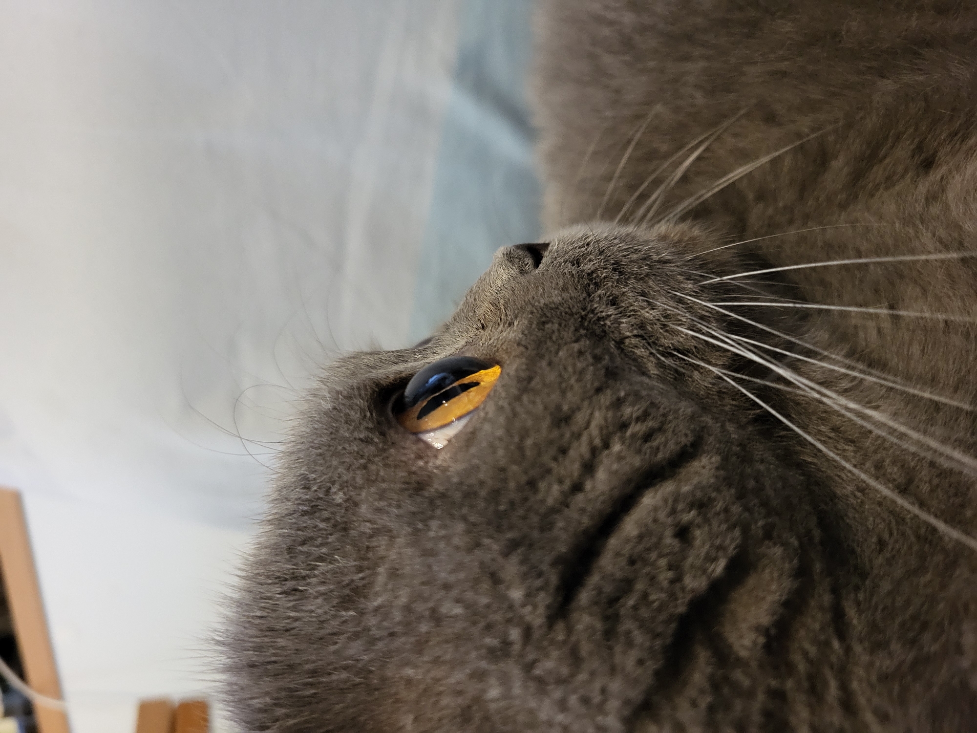 A close-up, profile shot of a gray cat's face. The cat's left eye is prominently displayed, with a bright yellow iris and a dark pupil. Its fur is short and dense. The background is blurred, showing a light-colored surface with some texture. The lighting is soft, highlighting the texture of the cat's fur and the detail of its eye.