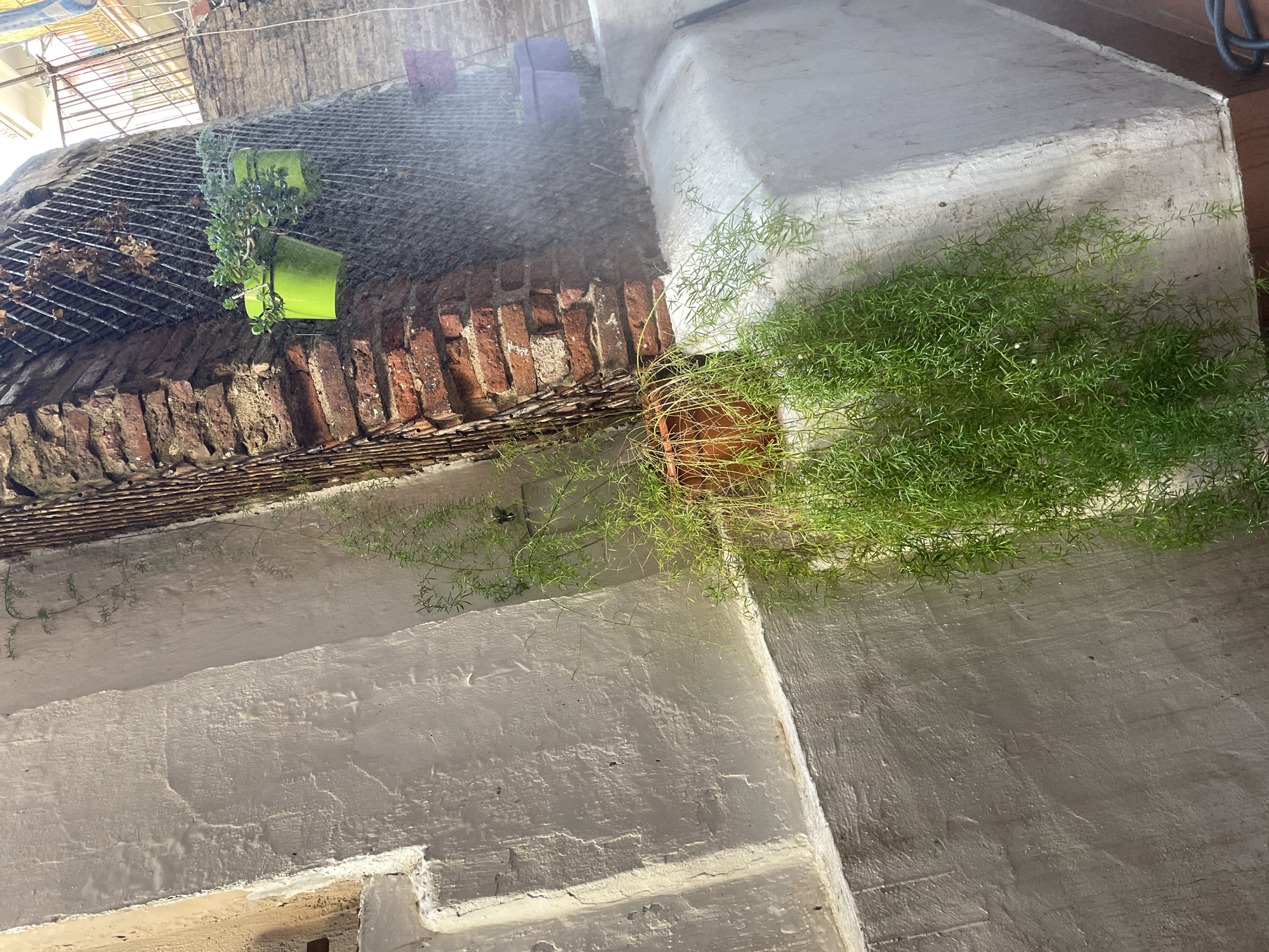 The image captures a close-up view of an urban setting, potentially in Barcelona, Spain, with a focus on architectural details and plant life. In the foreground, a pale, textured wall with prominent, stepped ledges dominates the left side of the frame. Hanging from a terracotta pot positioned on one of these ledges is a cascade of feathery, green asparagus fern.
Behind the fern, a section of weathered, red brick wall forms an archway, partially obscured by a fine mesh or grate. Attached to this mesh are two bright green hanging planters, each containing a leafy green plant. Further back and higher up, a purple planter is also visible. The background reveals glimpses of more brickwork and what appears to be a building with balconies and railings, suggesting an urban environment with multiple structures. A fine mist or spray is present in the air, creating a hazy effect, particularly in the mid-ground. The lighting suggests it is daytime, with sunlight casting shadows and highlighting textures. No people are visible in the frame.