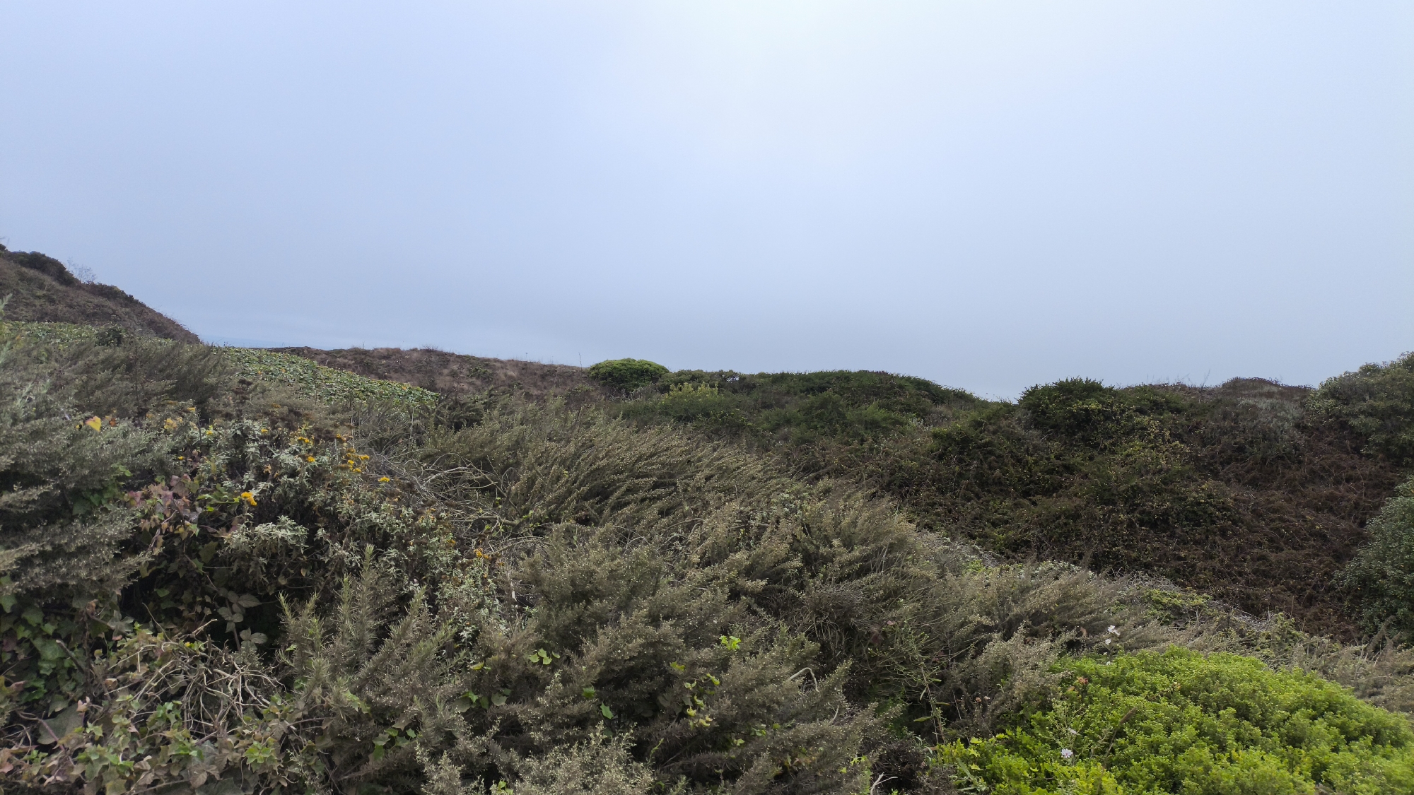 This image depicts a coastal landscape with dense vegetation and a hazy sky, likely taken on a cloudy day. The foreground is dominated by various shrubs and bushes, some with fine, needle-like leaves and others with broader foliage. There are also patches of smaller, brighter green plants. Scattered among the greenery are small yellow flowers. The terrain is uneven, with hills covered in vegetation that extends into the background. The sky is a pale blue-gray, suggesting fog or overcast conditions typical of San Francisco's coastal regions. No people, animals, or man-made structures are visible.