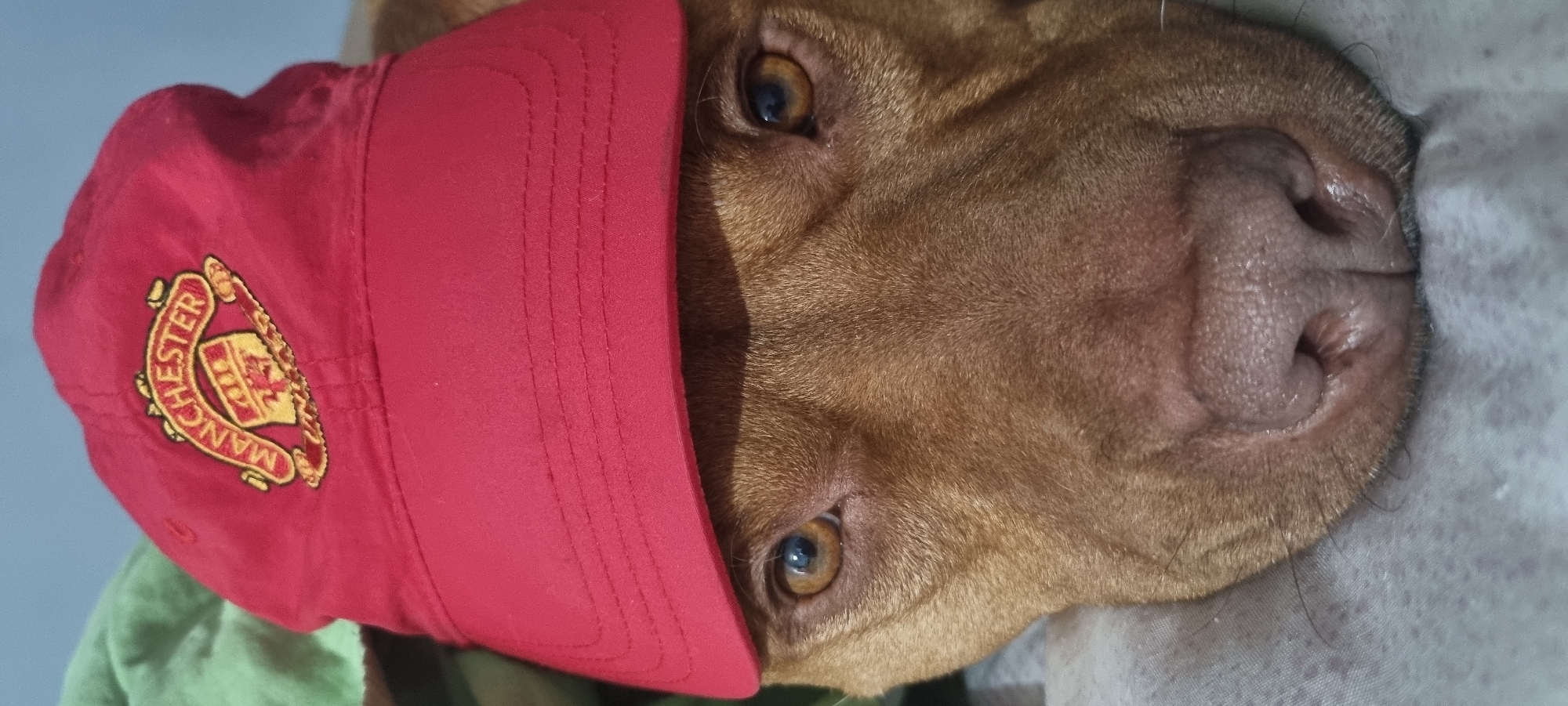A close-up, horizontally-oriented image depicts a brown dog wearing a red baseball cap. The cap features the gold-colored Manchester United Football Club logo on the side. The dog's face occupies most of the frame, with the cap partially obscuring its forehead and ear. The dog's eyes are visible, with a light-colored iris. The background consists of bedding in various shades of grey and green. The location is not specified and cannot be determined.
