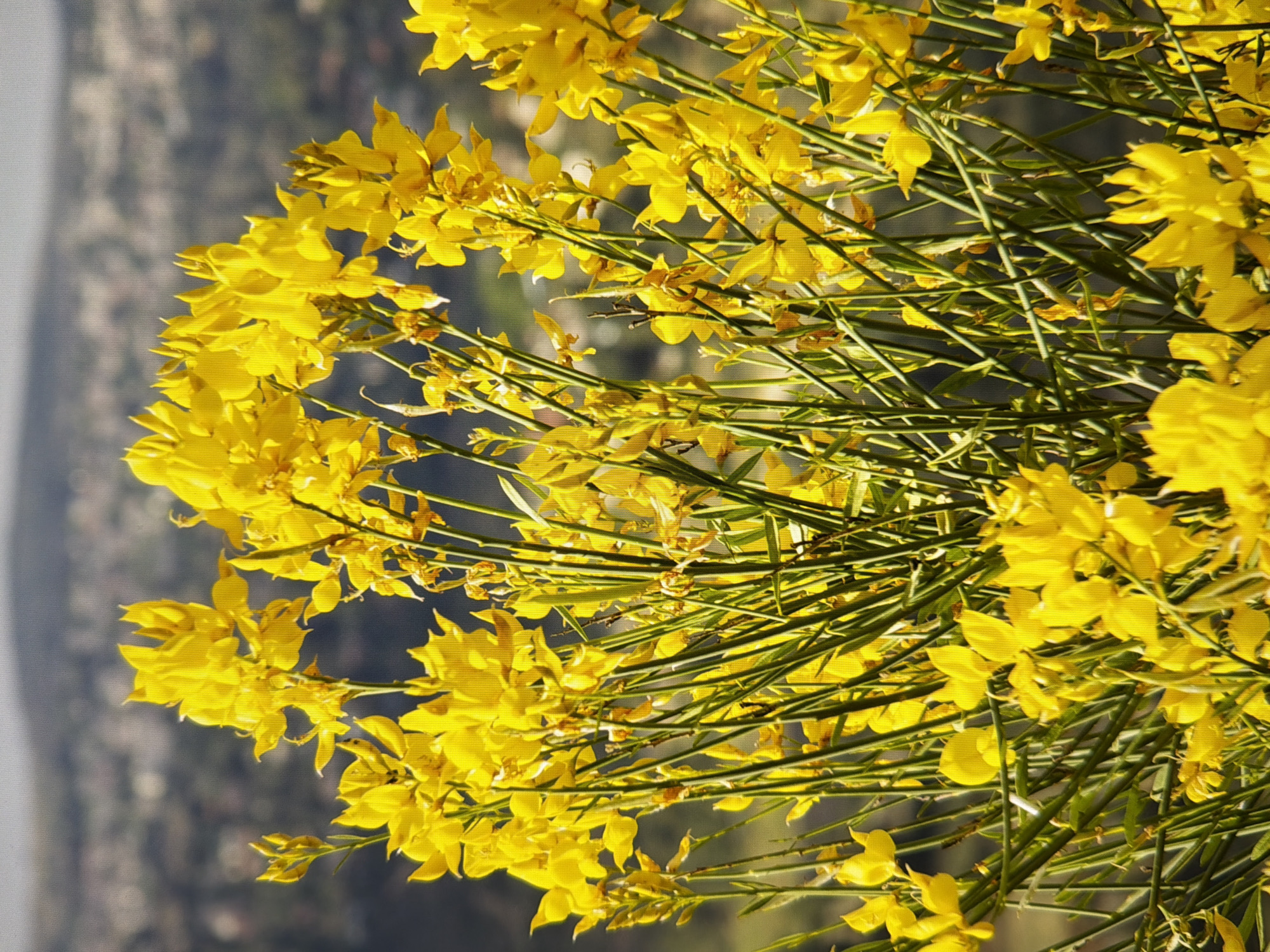 The image shows a close-up of a vibrant yellow flowering shrub, likely broom, with a blurred cityscape in the background. The flowers are small and pea-like, clustered along thin, green stems. The background consists of rolling hills with buildings scattered across them, suggesting an urban or semi-urban environment. The lighting appears natural, with the sun illuminating the flowers from the side, creating a bright and cheerful effect. The image does not contain any people or specific identifiable landmarks within Kyiv.