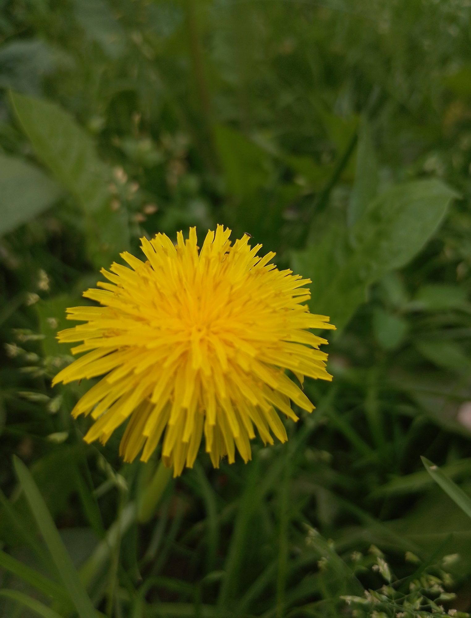 A bright yellow dandelion flower is in sharp focus in the foreground, its petals fanned out symmetrically. The background is a blur of green grass and leaves, suggesting an outdoor setting. The image appears to be a close-up shot of the flower, with the depth of field creating a soft bokeh effect. The lighting is natural, with a slightly overcast sky judging by the diffused light on the petals. There is no indication of human presence or activity, nor any specific landmarks that would tie the image to Komsomolsk-on-Amur, Russia. The scene is purely botanical.