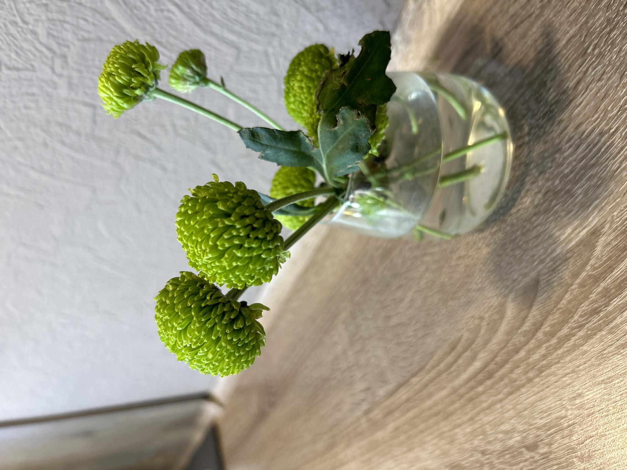 The image shows a small, round glass vase containing green pompom chrysanthemums with visible stems submerged in water. Some leaves are also present, with some appearing damaged or eaten. The vase is resting on a surface with a wood grain pattern, possibly a table or countertop. The background includes a section of a light-colored wall. The location in Chaikovsky, Russia, is unknown.